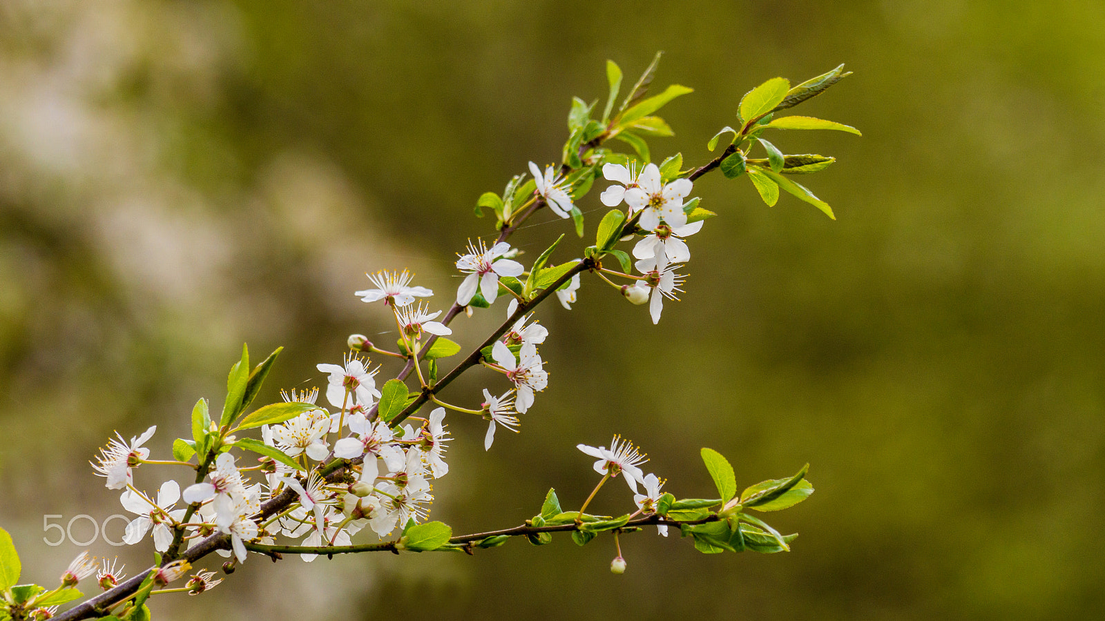 Sony SLT-A77 sample photo. Spring blossoms photography