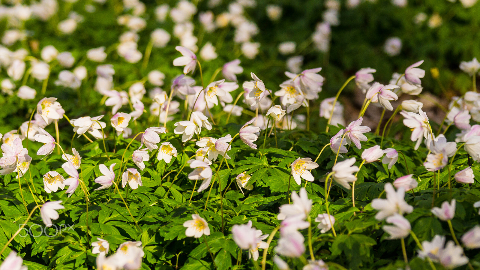 Sony 70-300mm F4.5-5.6 G SSM sample photo. Anemone photography