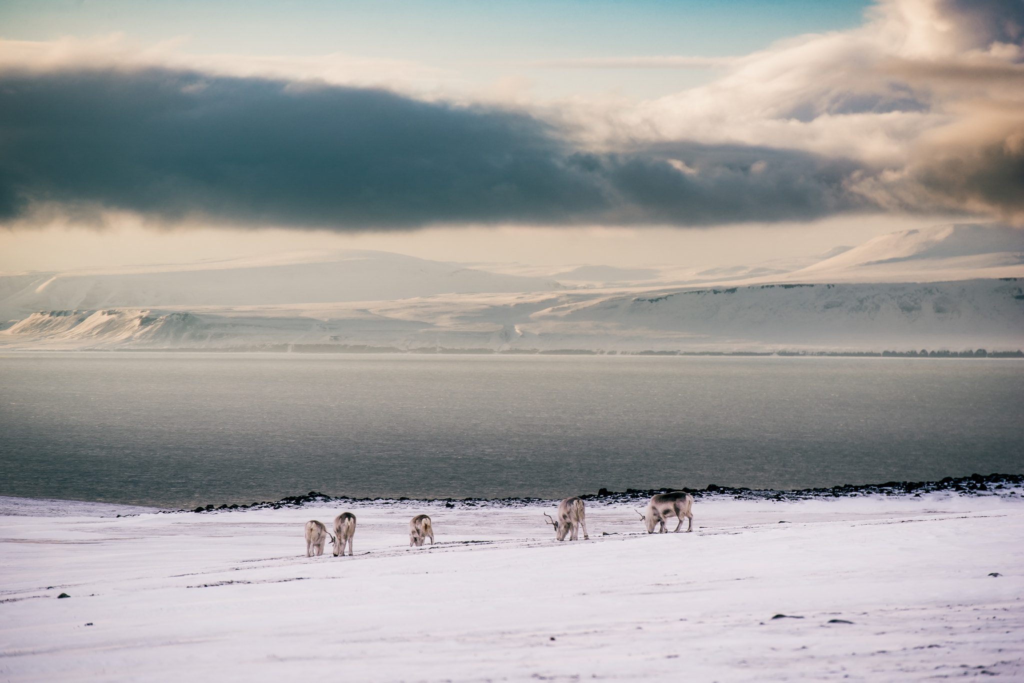 Nikon D750 + Tamron SP 70-300mm F4-5.6 Di VC USD sample photo. Svalbard reindeer at elveneset 3 photography