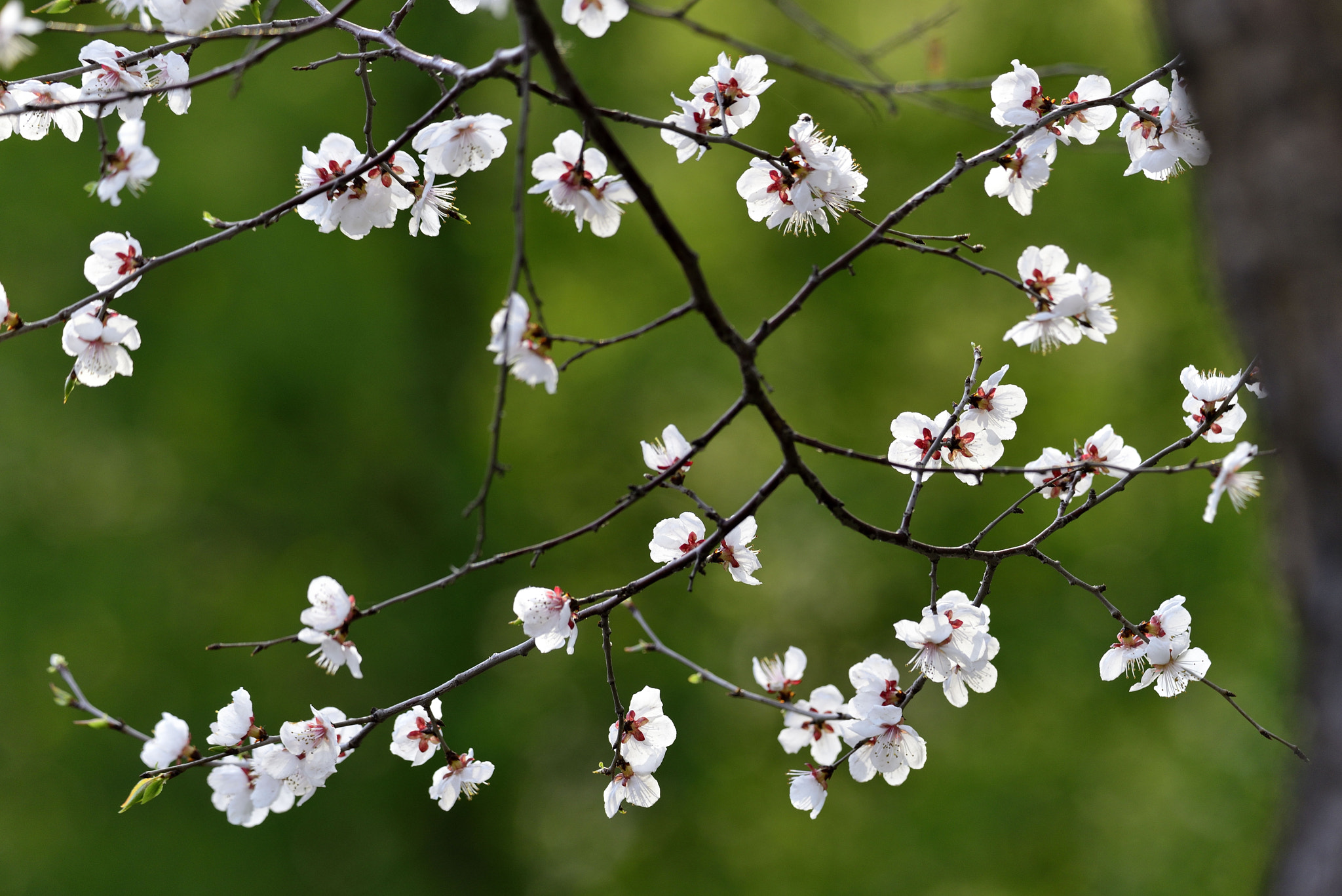 Nikon D800 sample photo. 长春御花园 photography