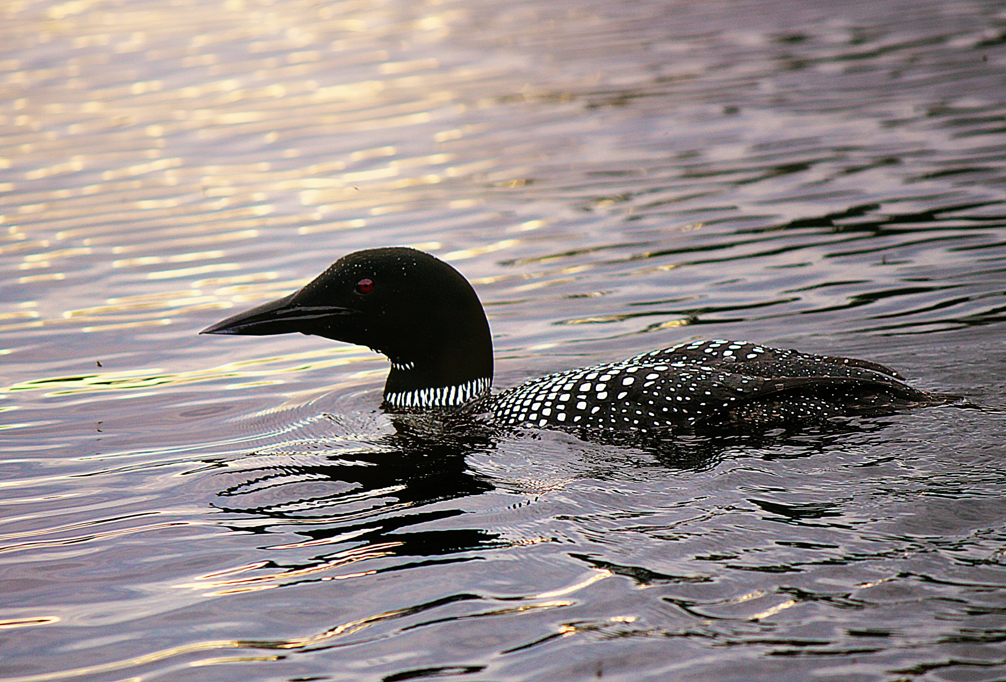 Canon EOS 500D (EOS Rebel T1i / EOS Kiss X3) + Canon EF-S 55-250mm F4-5.6 IS II sample photo. Sunset loon photography