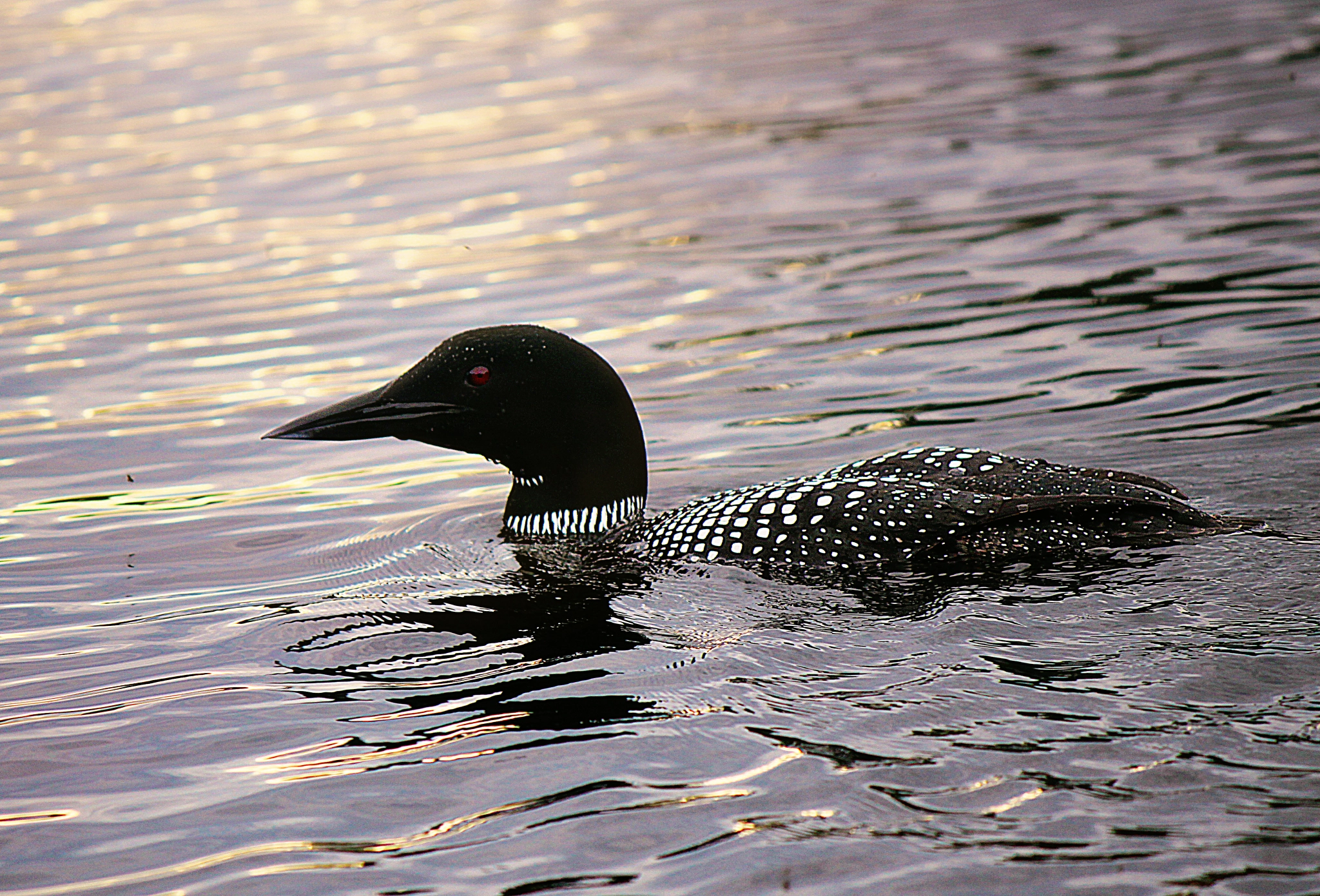 Canon EF-S 55-250mm F4-5.6 IS II sample photo. Sunset loon photography