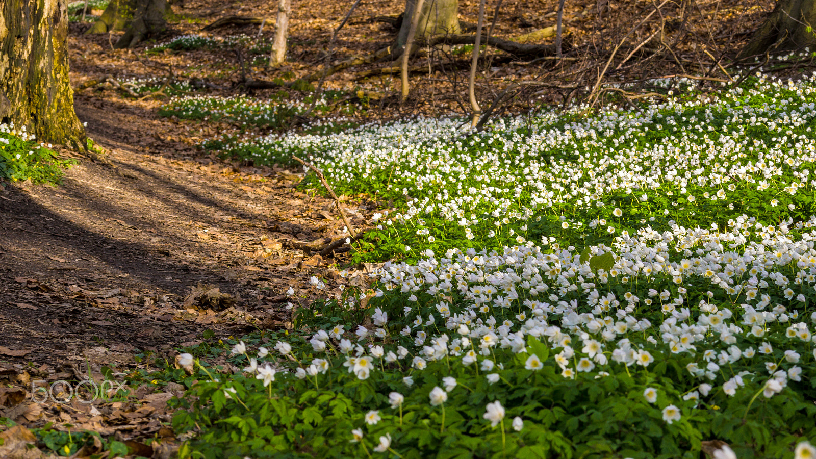 Sony 70-300mm F4.5-5.6 G SSM sample photo. Anemone photography