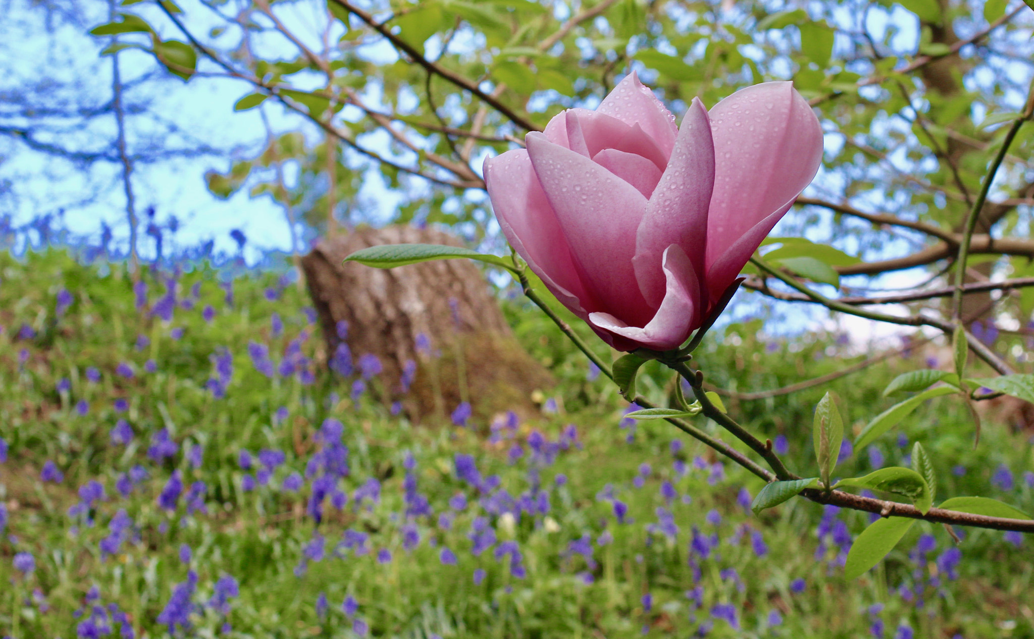 Sigma 50mm f/2.8 EX sample photo. Pink magnolia flower at the bluebell banks at emmetts garden photography