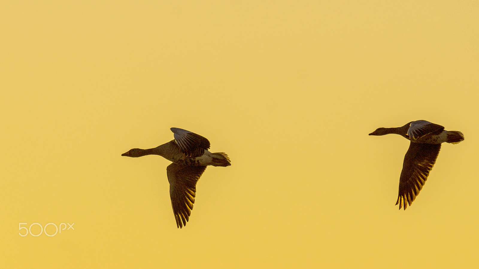 Sony SLT-A77 + Sony 70-300mm F4.5-5.6 G SSM sample photo. Flying photography