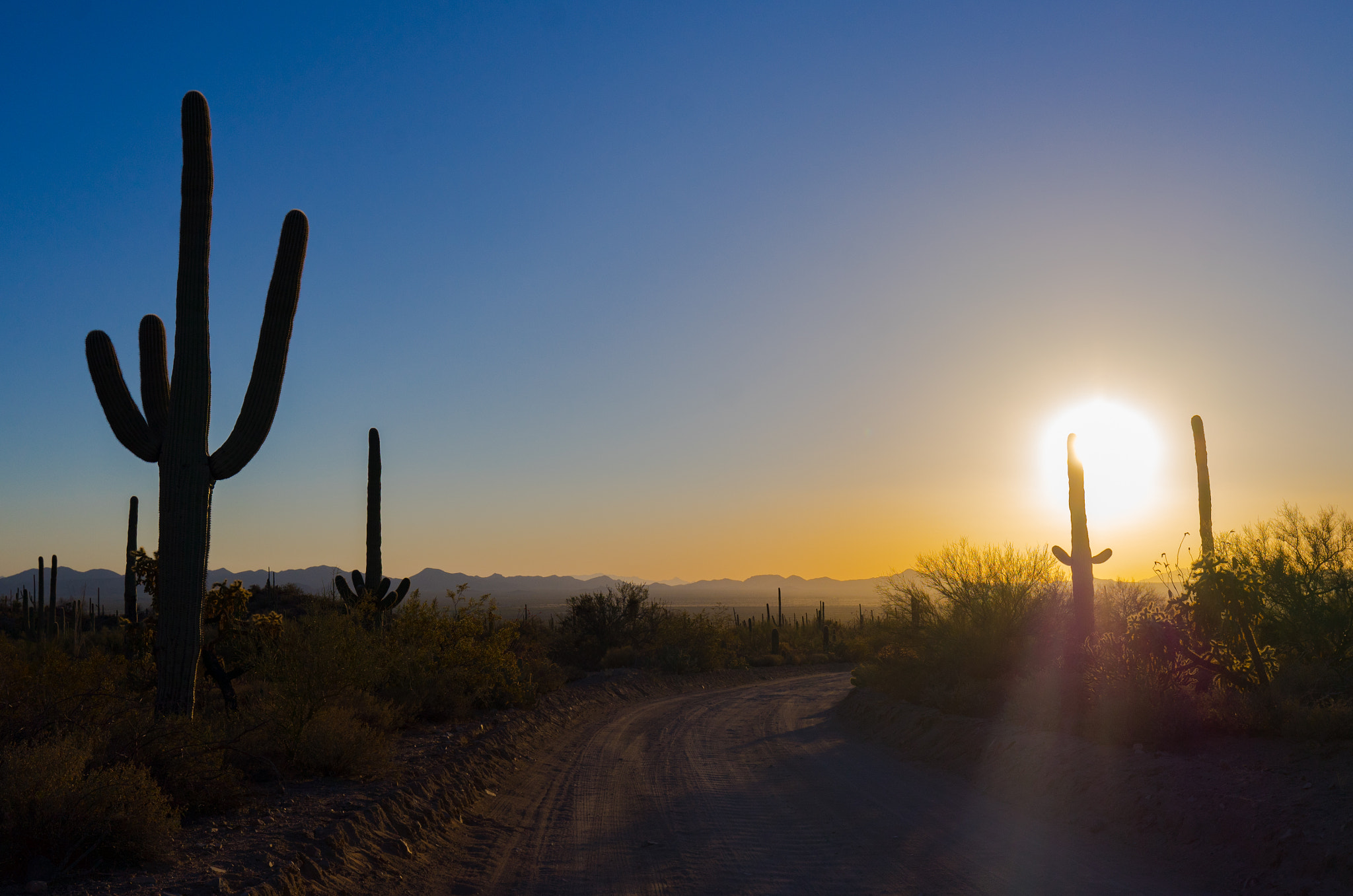 Leica T (Typ 701) sample photo. Cactus sunset photography