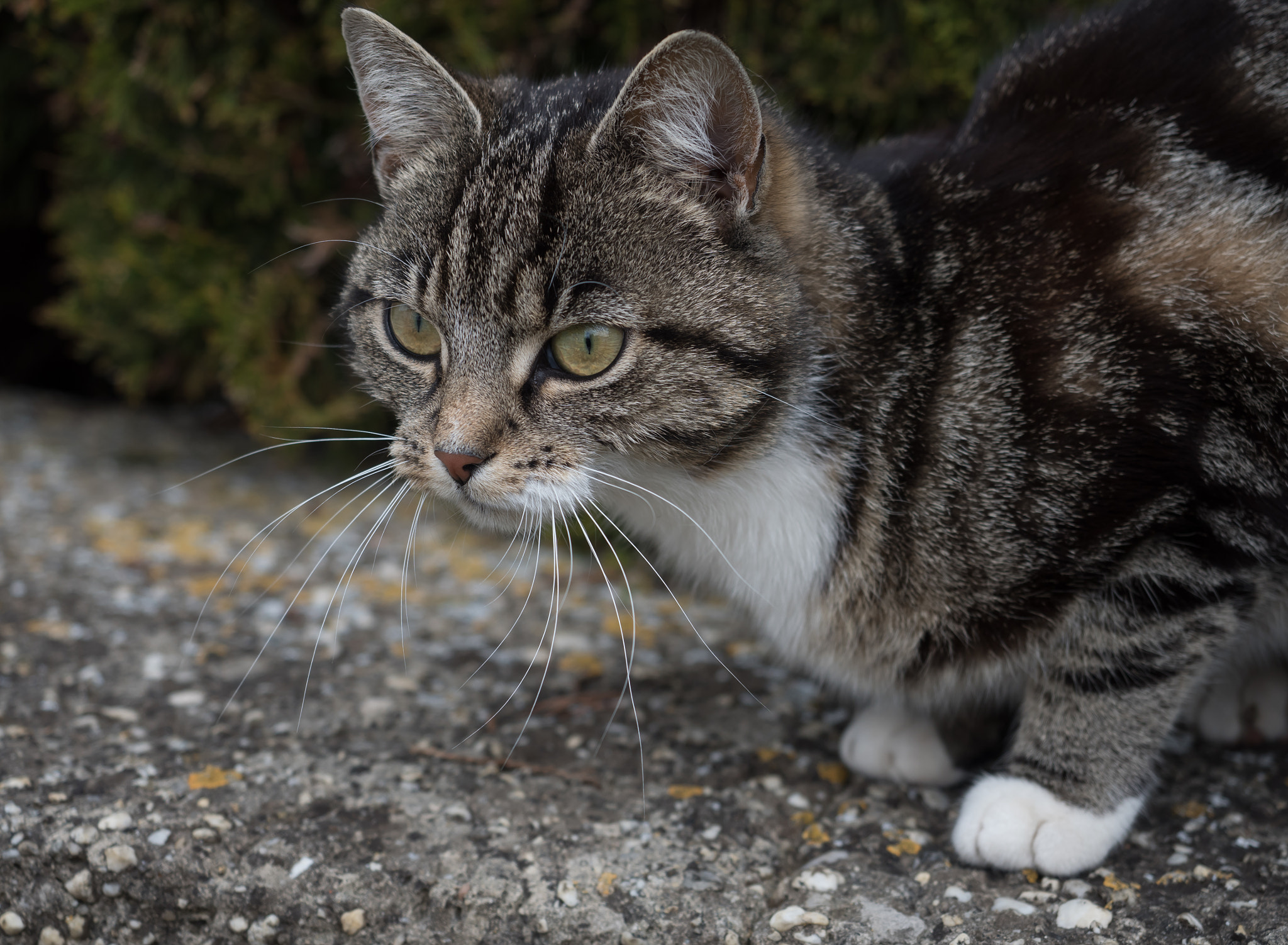 Olympus OM-D E-M5 II + Olympus M.Zuiko Digital ED 12-40mm F2.8 Pro sample photo. Herbie the tomcat photography