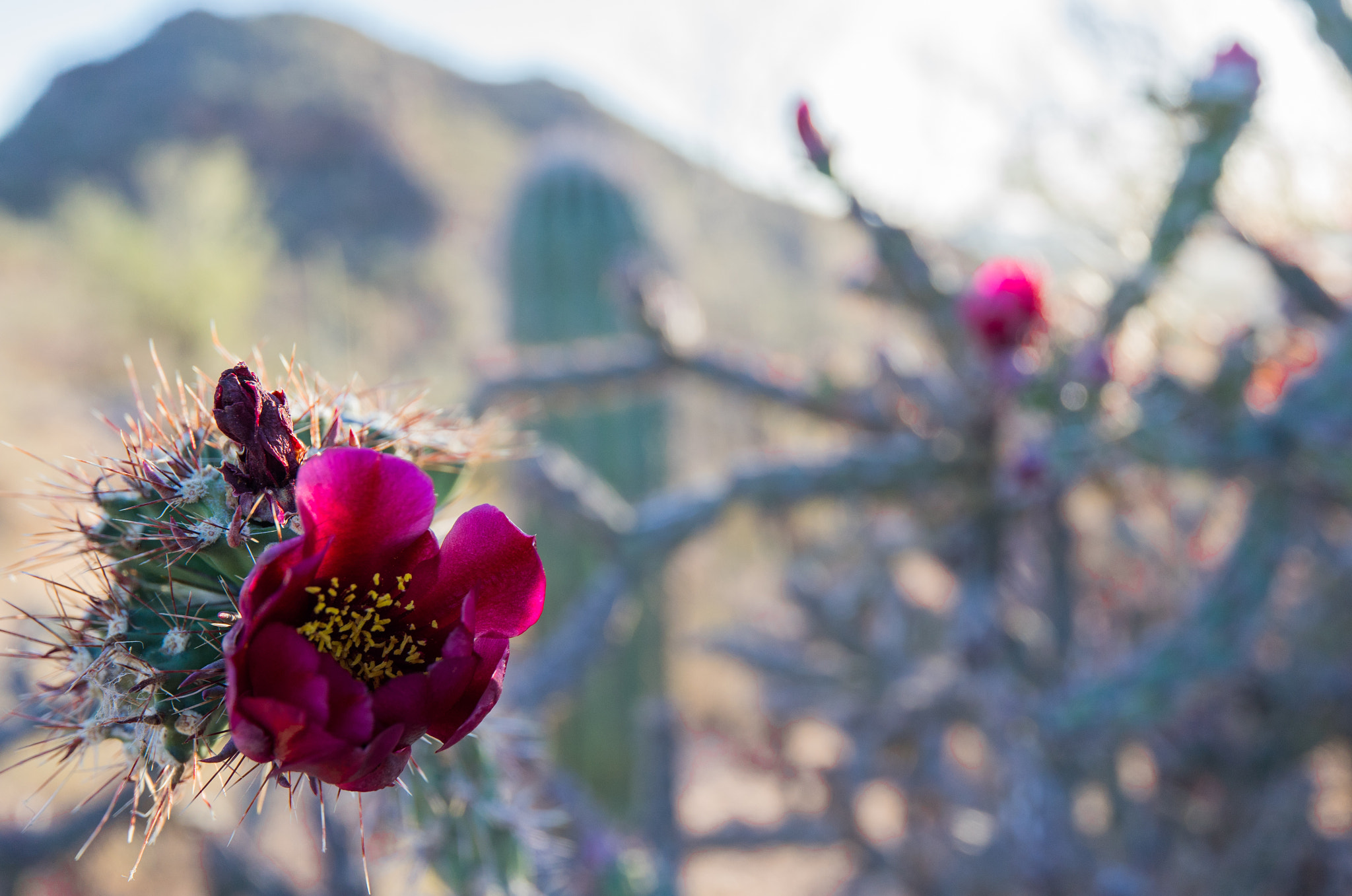Leica T (Typ 701) sample photo. Flower in the desert photography