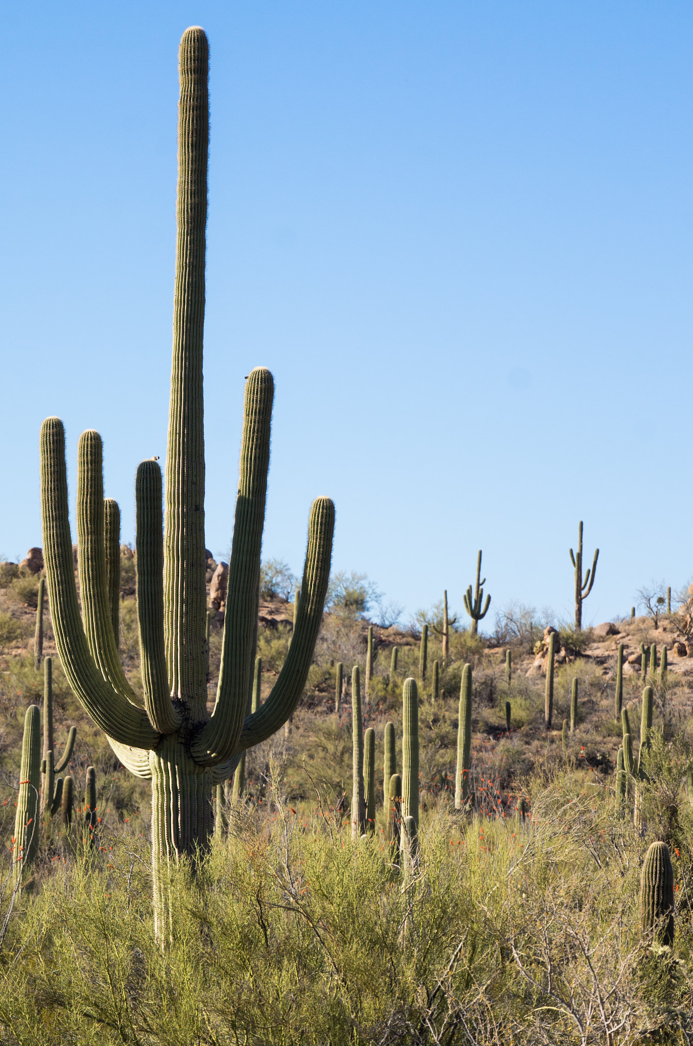 Leica T (Typ 701) sample photo. Desert cactus photography