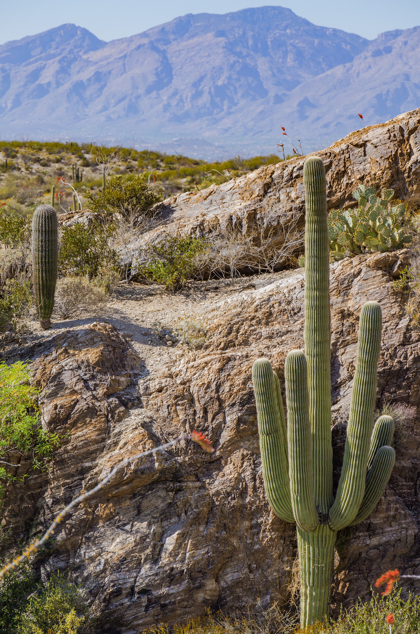 Leica T (Typ 701) sample photo. Cactus on the rocks photography