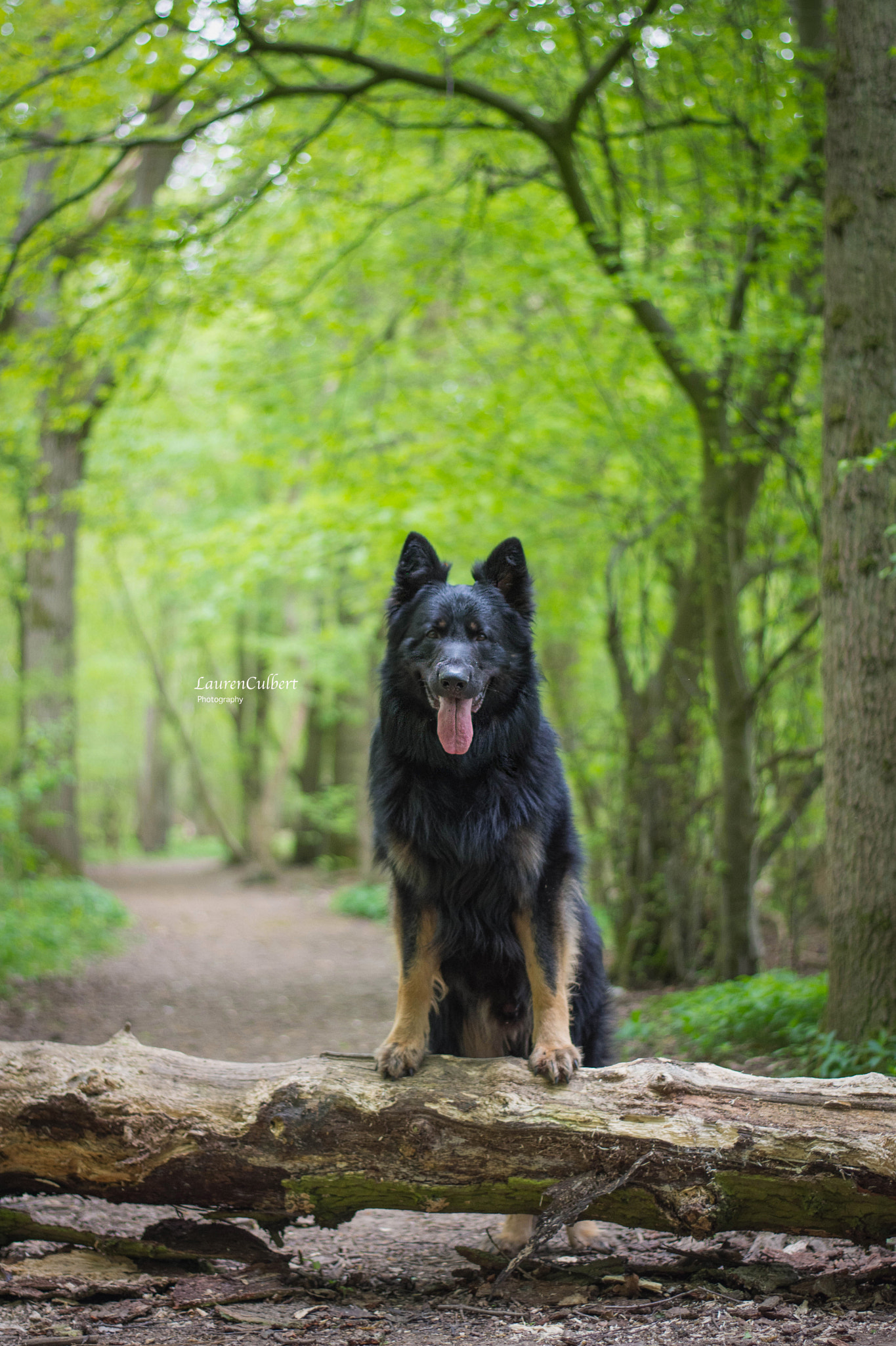 Nikon D7200 + Nikon AF-S Nikkor 50mm F1.8G sample photo. My little wolf <3 photography