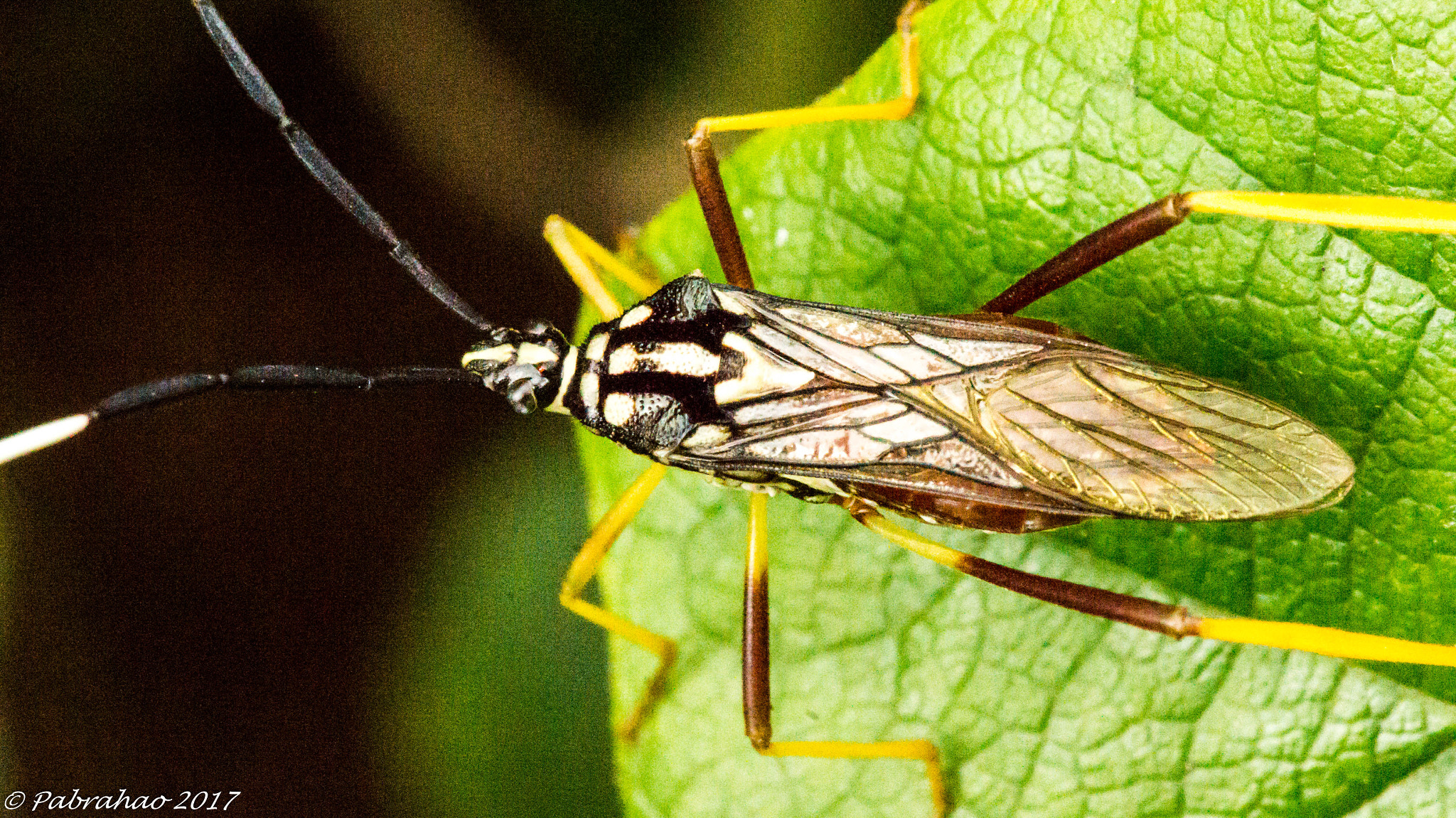 Sony SLT-A57 + Sony 100mm F2.8 Macro sample photo. Little bug. photography