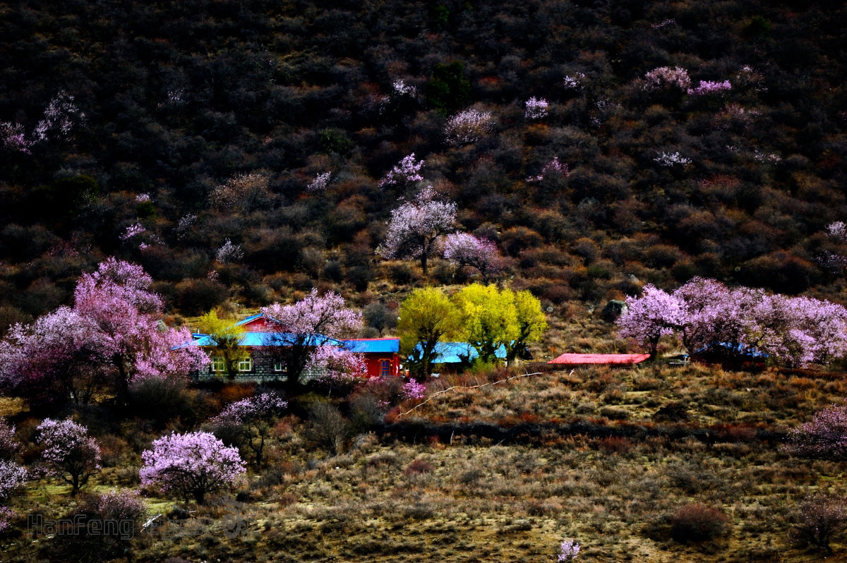 Nikon D700 sample photo. 西藏波密的桃花 photography