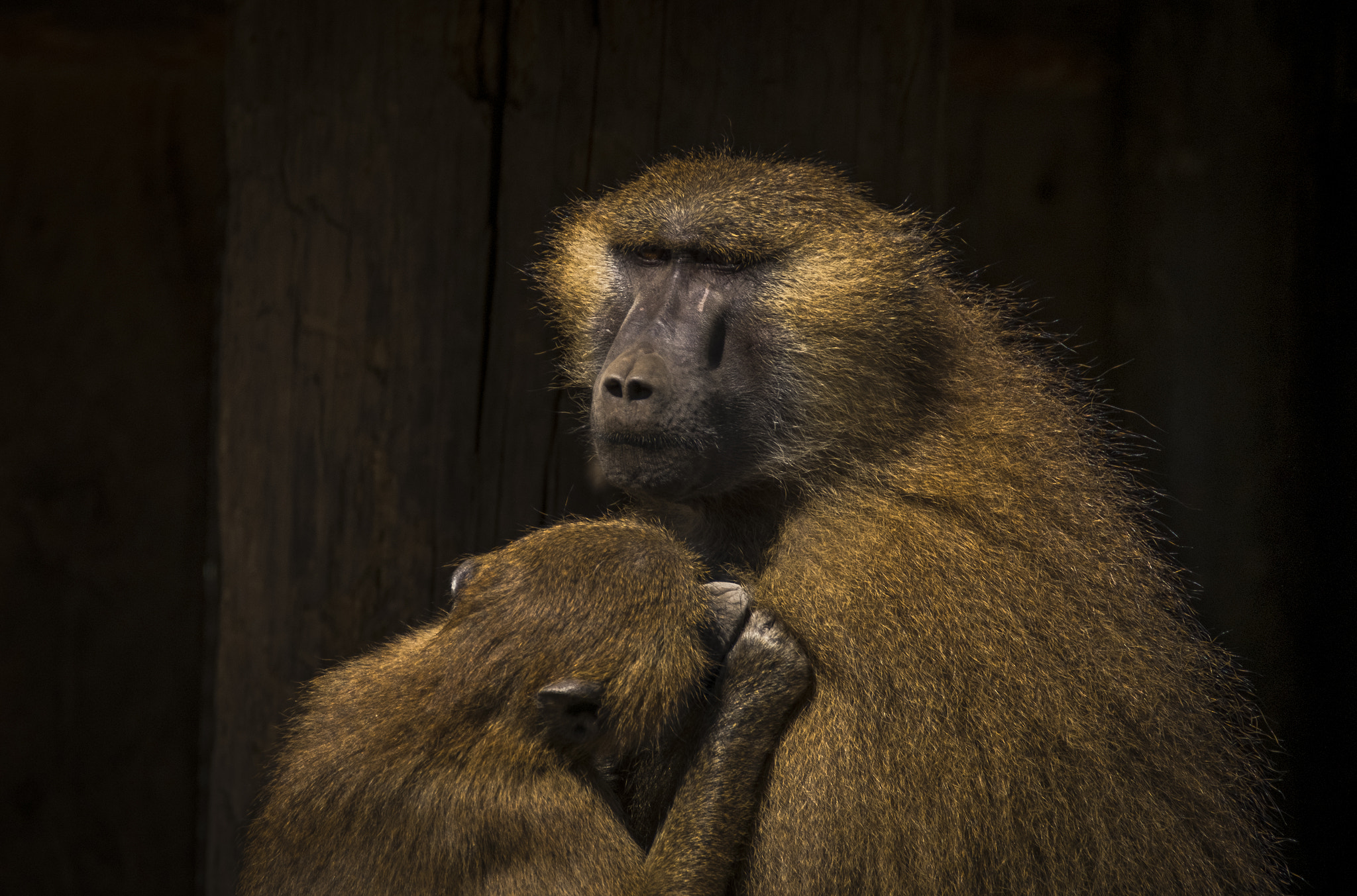 XF100-400mmF4.5-5.6 R LM OIS WR + 1.4x sample photo. Baboon portrait photography