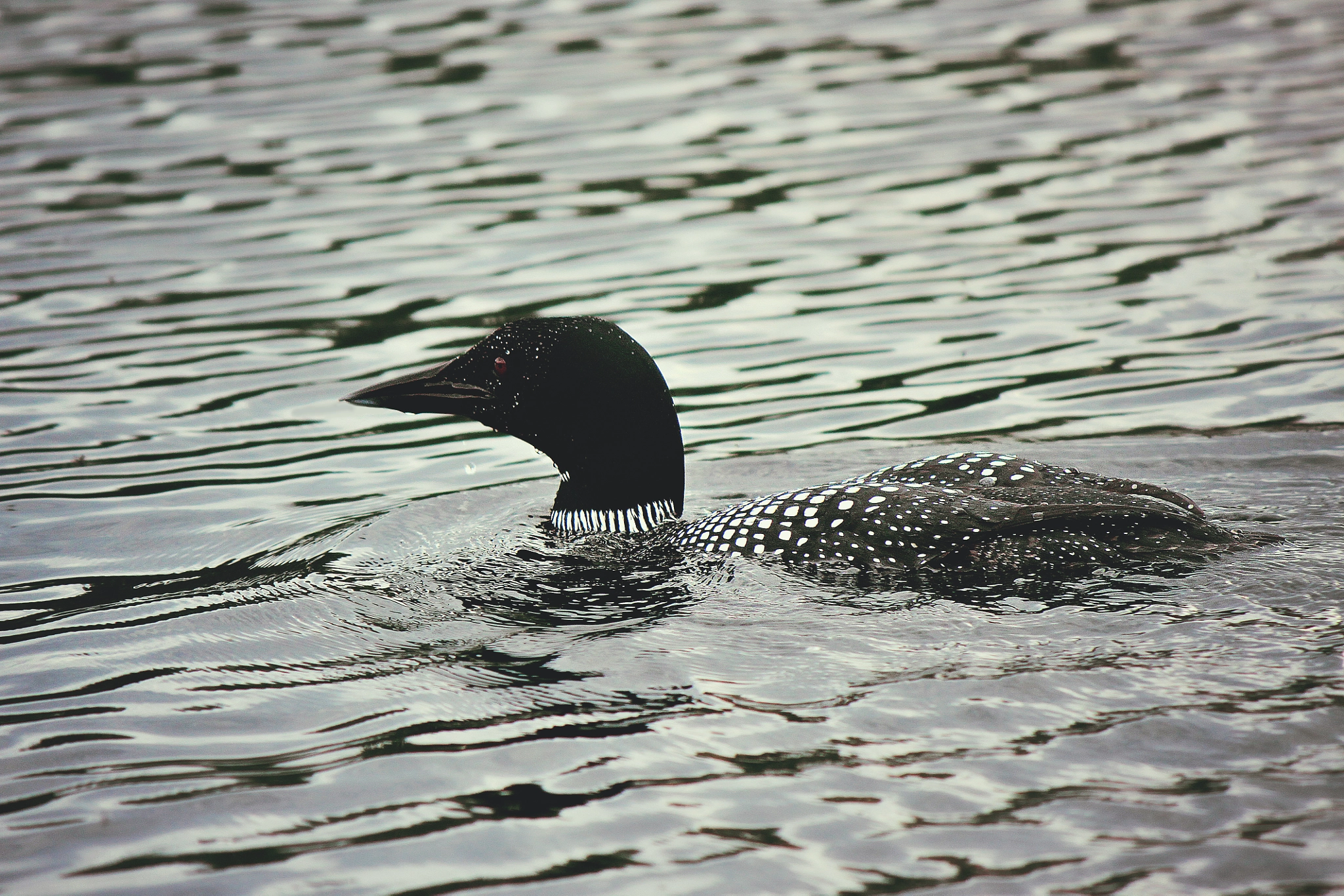 Canon EF-S 55-250mm F4-5.6 IS II sample photo. Loon photography