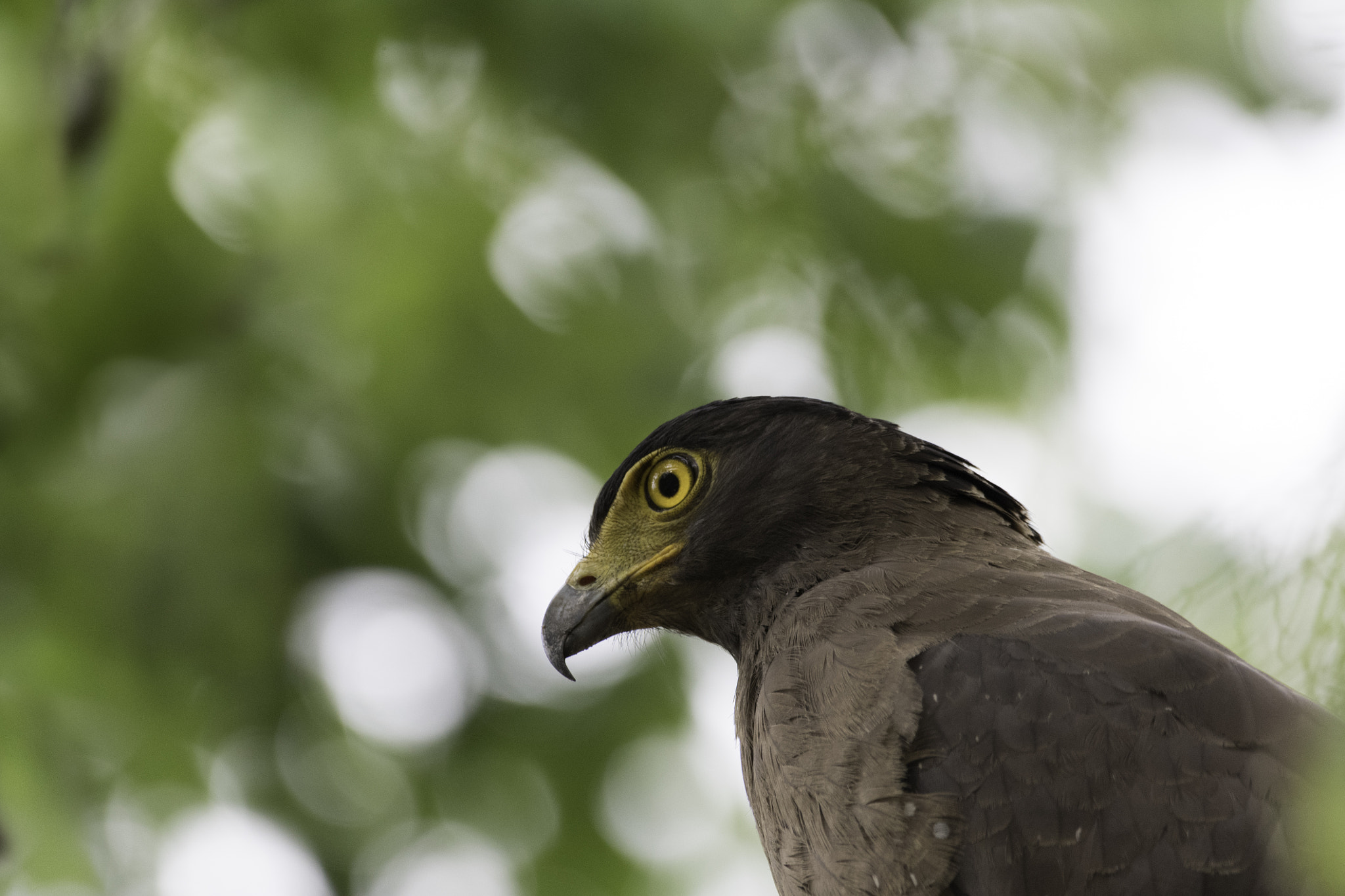 Nikon D500 sample photo. Birdportrait photography