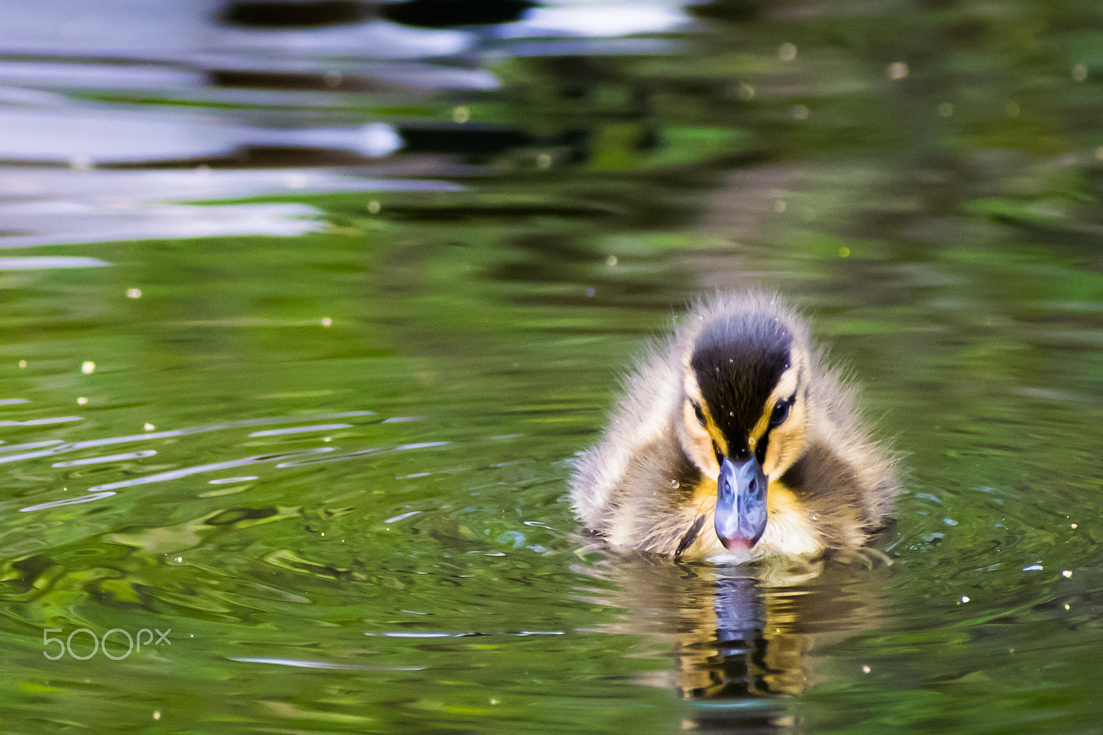 Nikon D3300 + Sigma 70-300mm F4-5.6 DG OS sample photo. The fluffy duckling photography