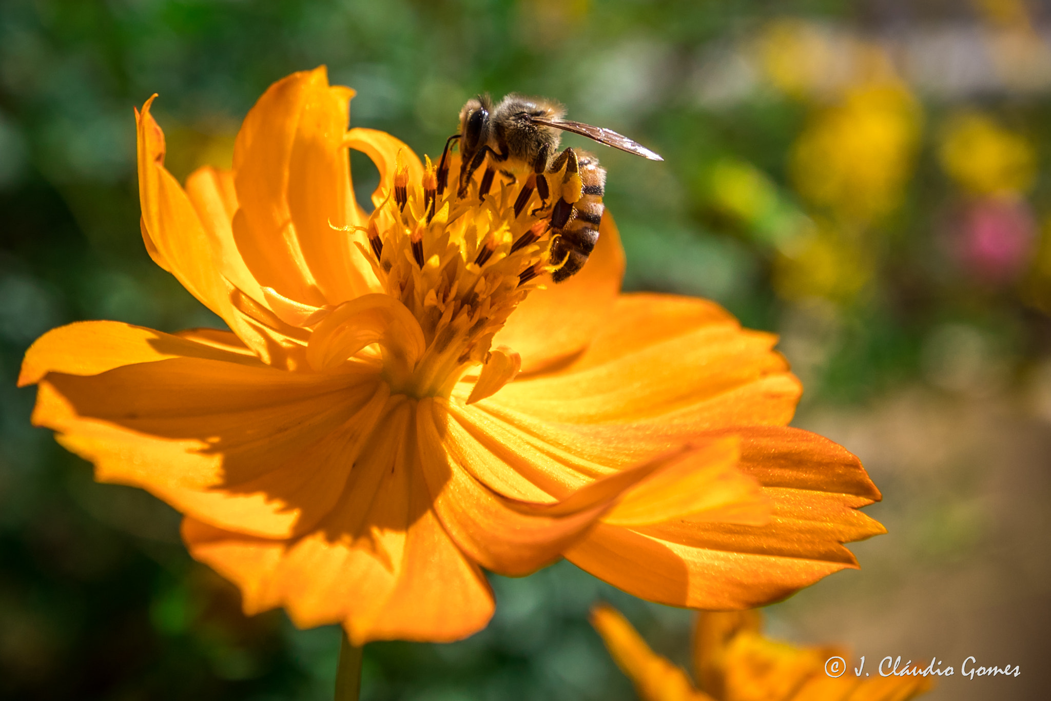 Canon EOS 80D sample photo. Bee and flower photography
