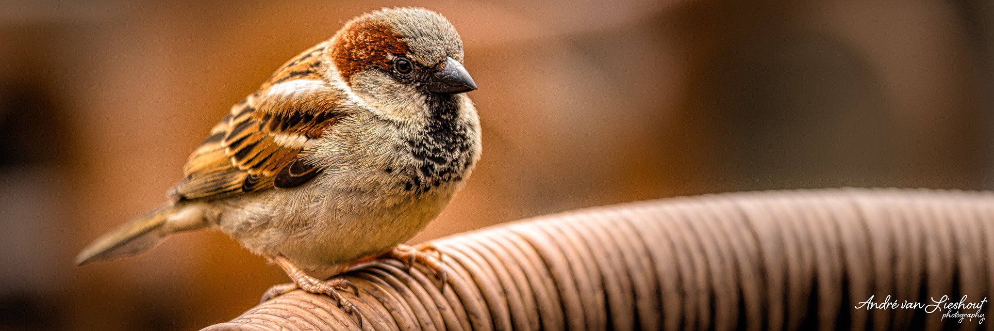 Canon EOS 70D + Canon EF 70-200mm F4L IS USM sample photo. Curious birdie photography