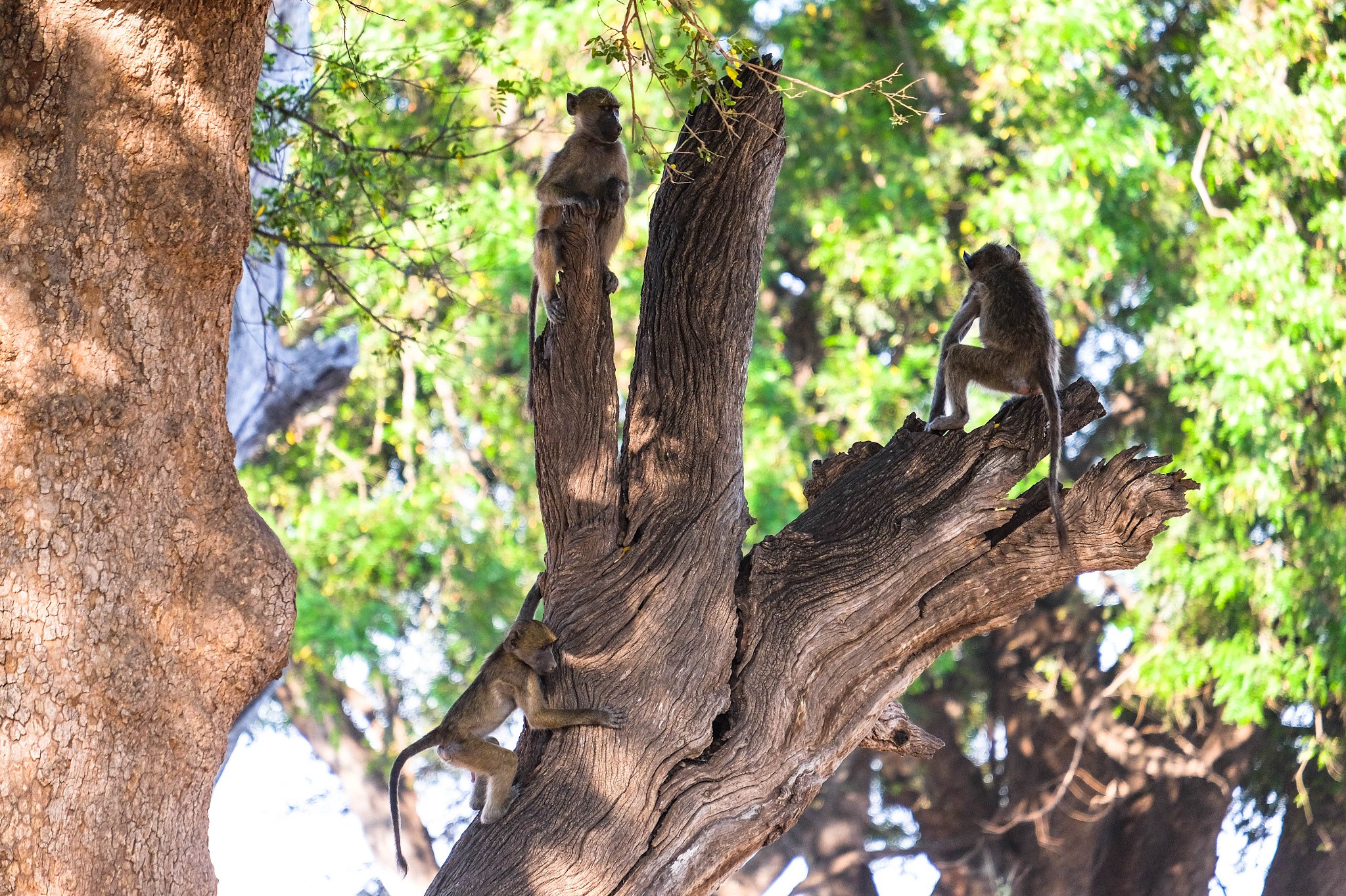 Fujifilm XF 55-200mm F3.5-4.8 R LM OIS sample photo. Bugger! how do we get down? photography