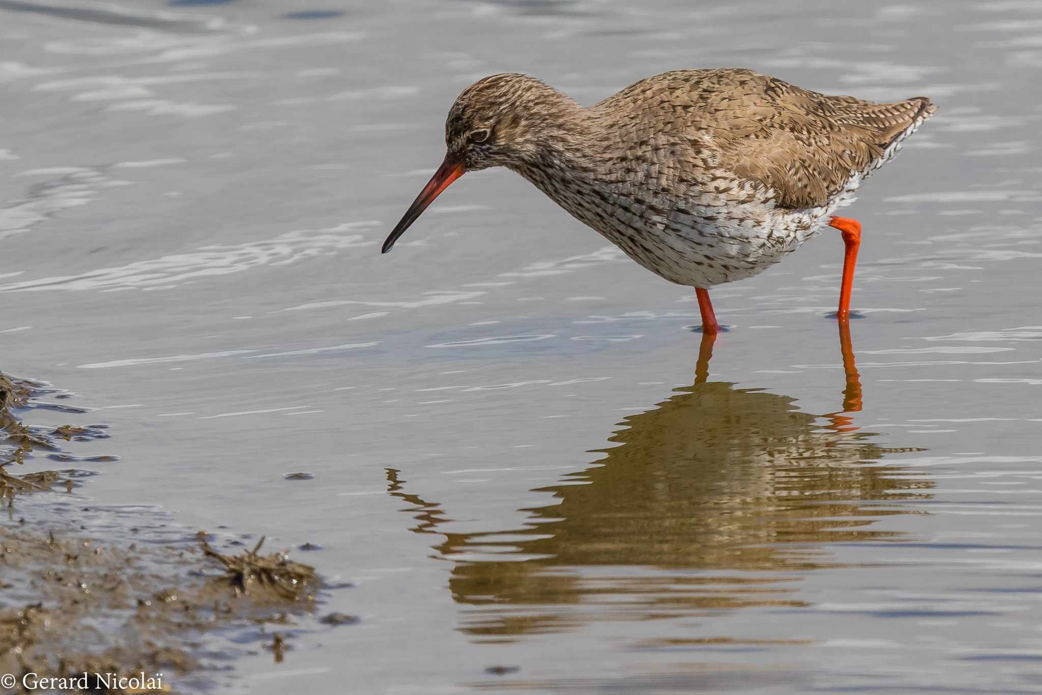 Canon EOS 7D Mark II + Canon EF 300mm F2.8L IS USM sample photo. Common redshank photography