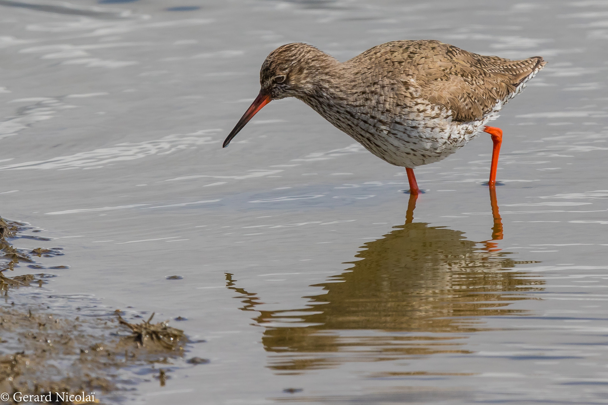 Canon EOS 7D Mark II sample photo. Common redshank photography