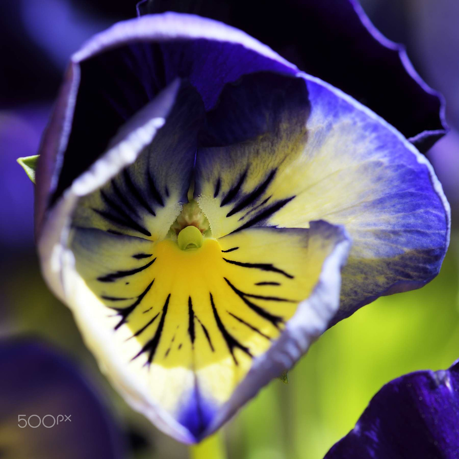Sigma 105mm F2.8 EX DG OS HSM sample photo. Purple photography
