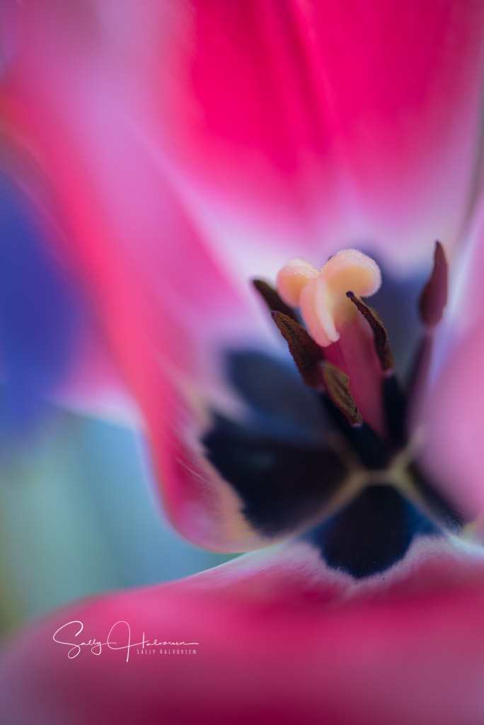 Nikon AF-S Micro-Nikkor 105mm F2.8G IF-ED VR sample photo. Watercolor spring photography