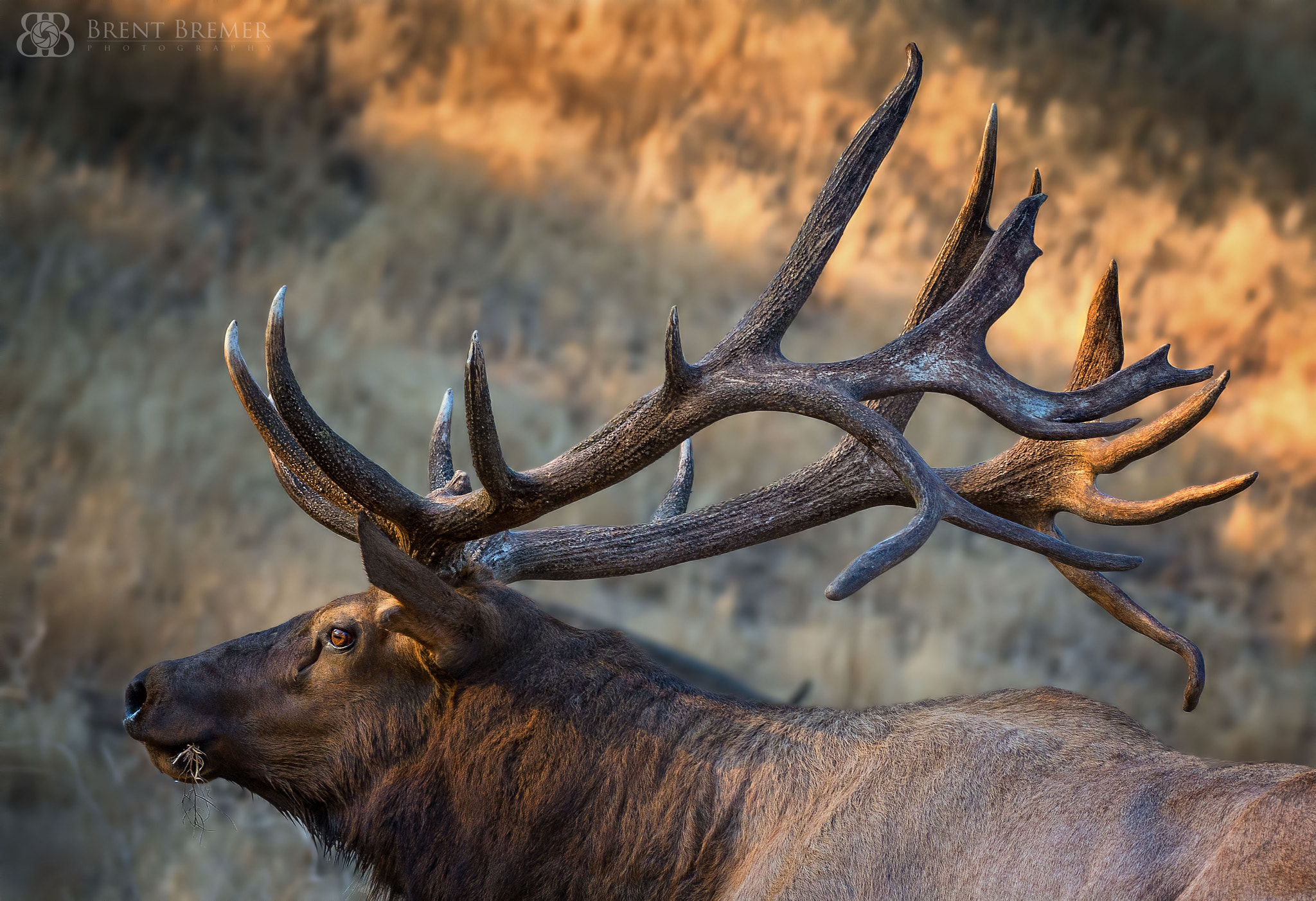Nikon D7100 sample photo. Elk grazing photography