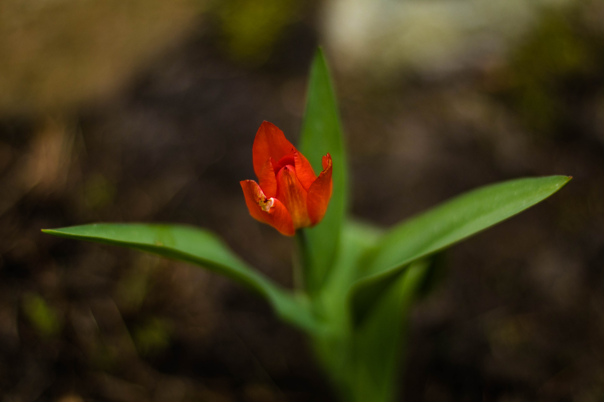 Canon EOS 80D + Canon EF 50mm F1.4 USM sample photo. Tulip photography