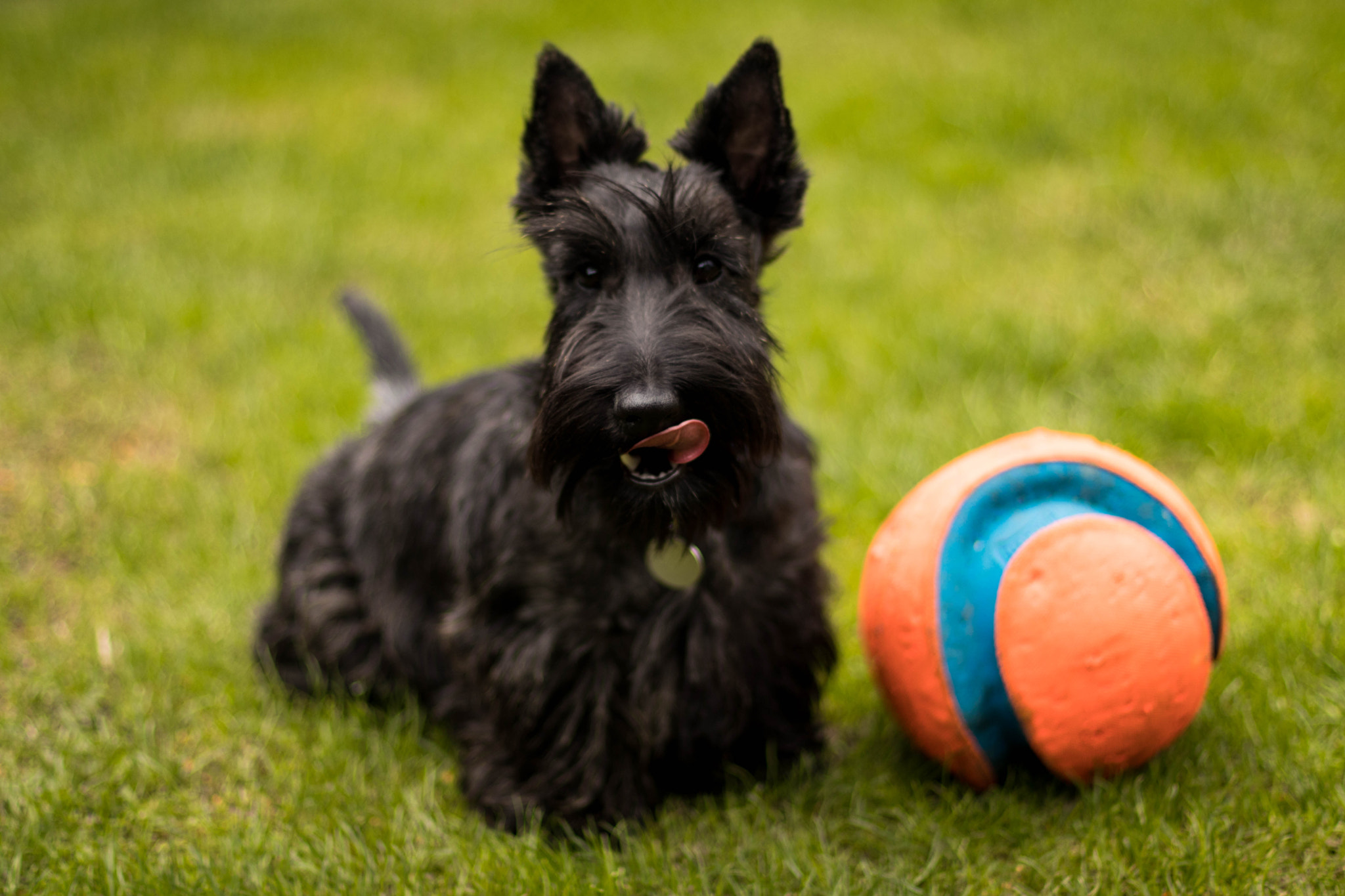 Canon EOS 80D + Canon EF 50mm F1.4 USM sample photo. My ball! photography