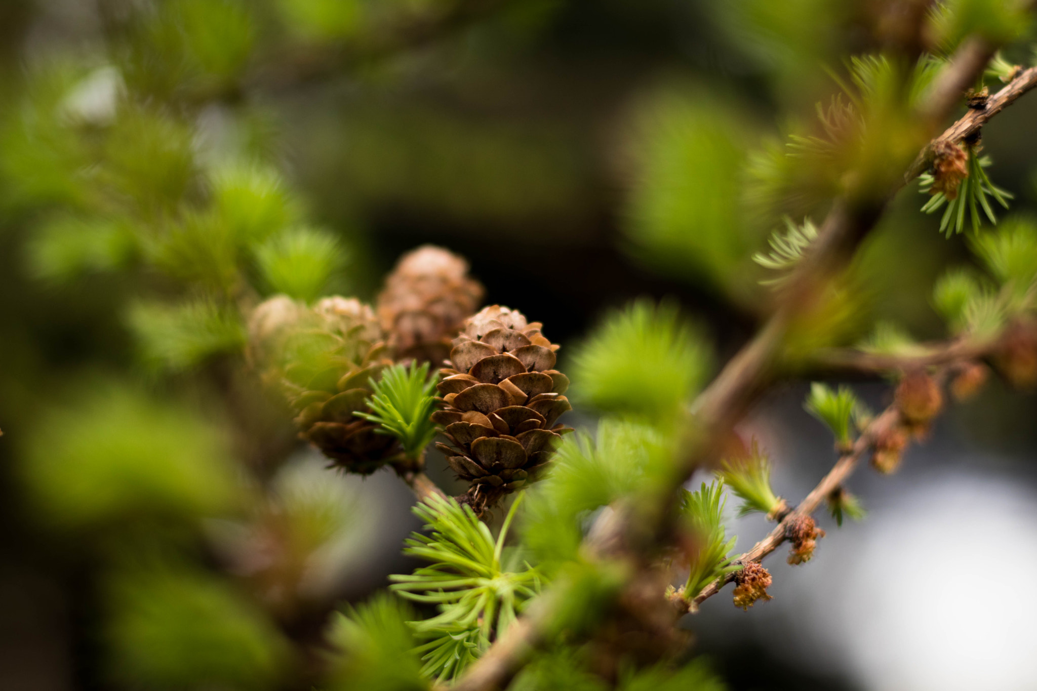 Canon EOS 80D + Canon EF 50mm F1.4 USM sample photo. Spring cone photography