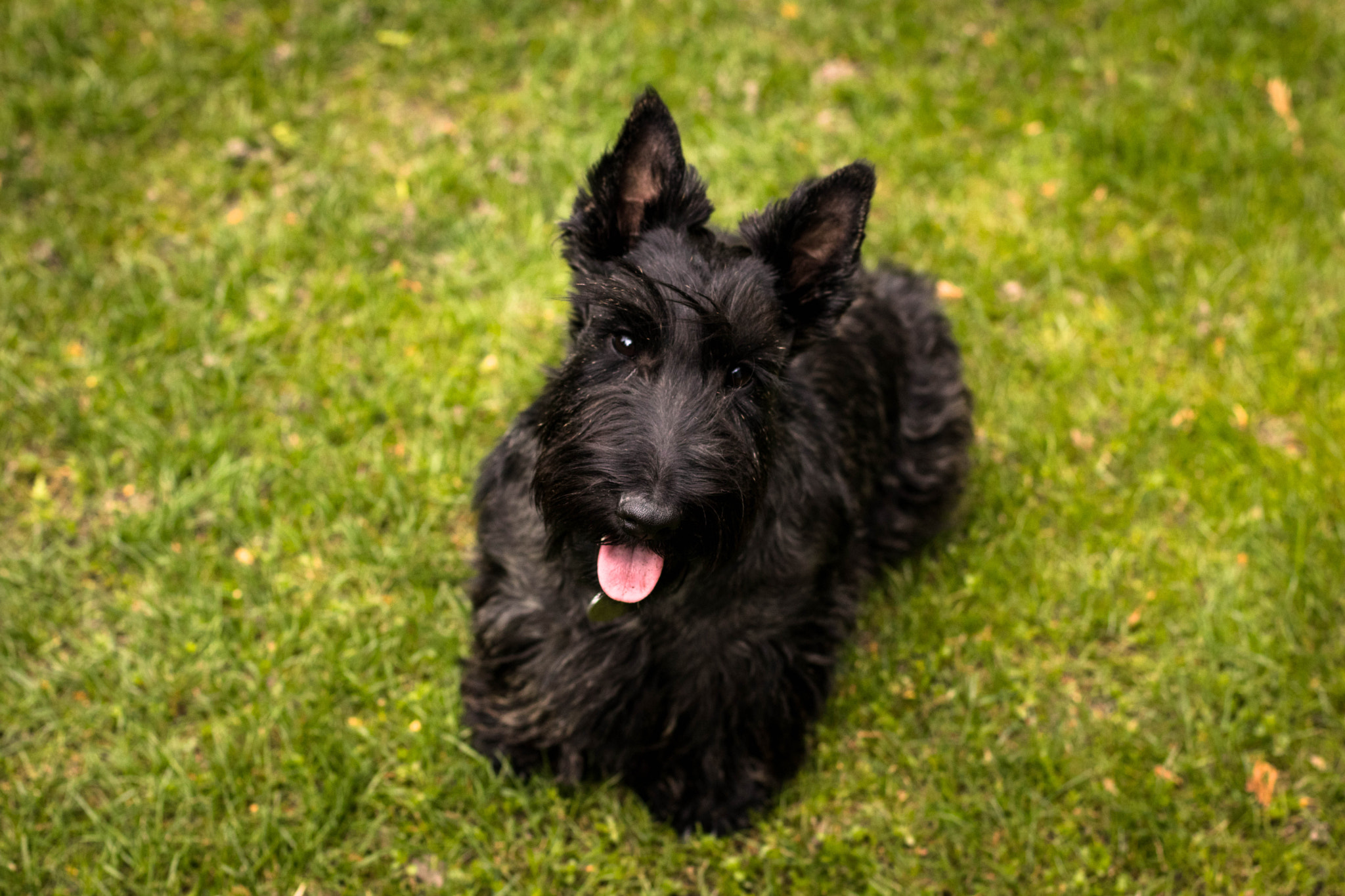 Canon EOS 80D + Canon EF 50mm F1.4 USM sample photo. Fara the scottie photography