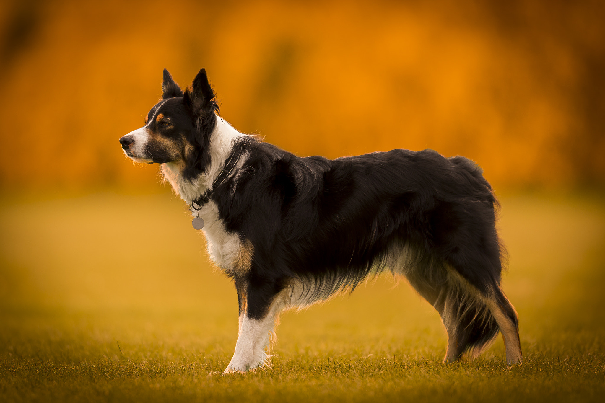 Canon EOS-1D X + Canon EF 400mm F2.8L IS USM sample photo. Stay photography