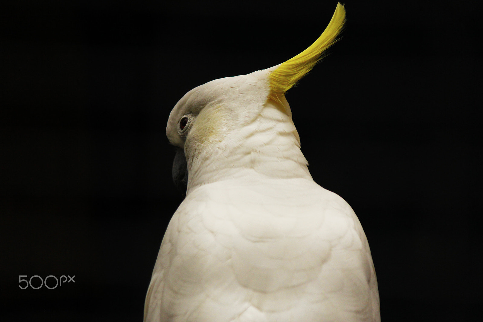 Canon EF-S 55-250mm F4-5.6 IS II sample photo. Kakatua jambul kuning photography