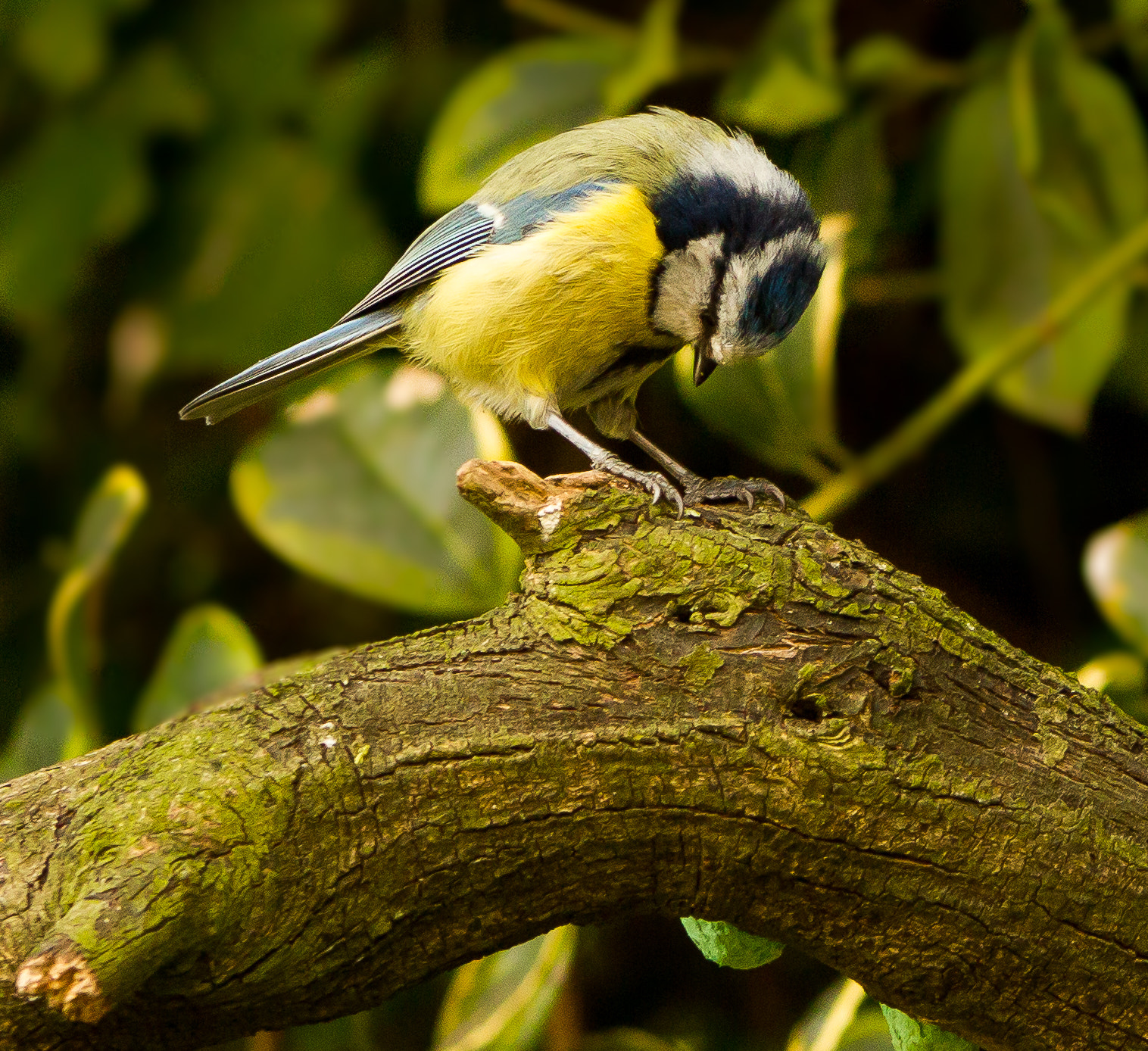 EF75-300mm f/4-5.6 sample photo. You ate all the seeds???? photography
