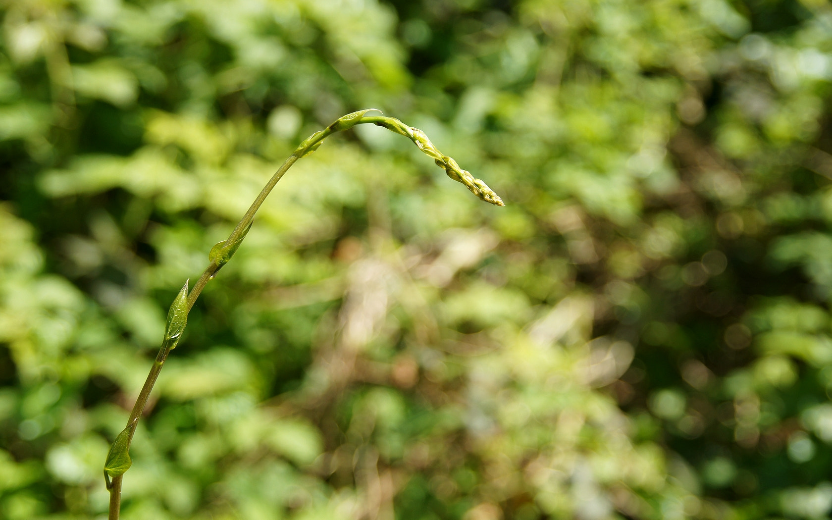 Sony Alpha DSLR-A580 sample photo. Tamier ou fausse asperge... photography