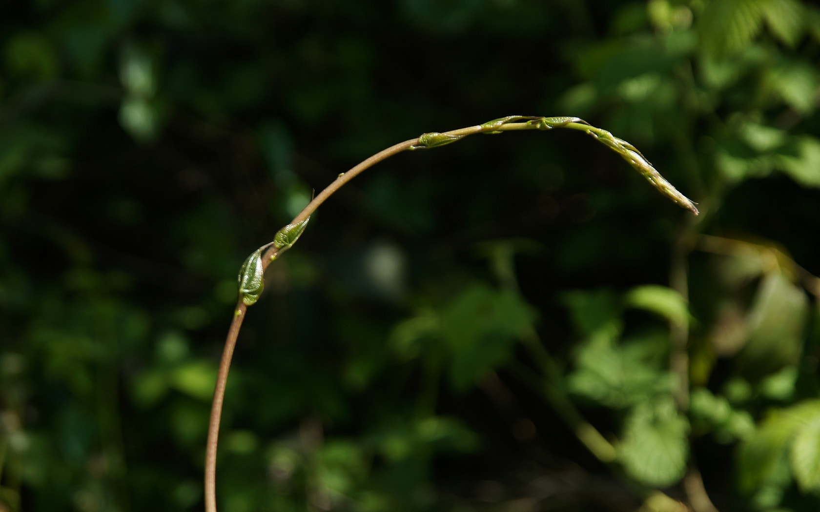 Sigma 17-70mm F2.8-4.5 (D) sample photo. Tamier photography