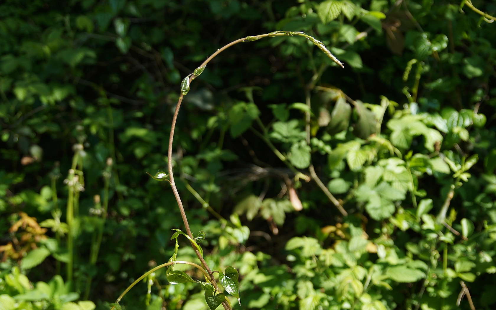 Sony Alpha DSLR-A580 sample photo. Tamier ou  (dioscorea communis) photography