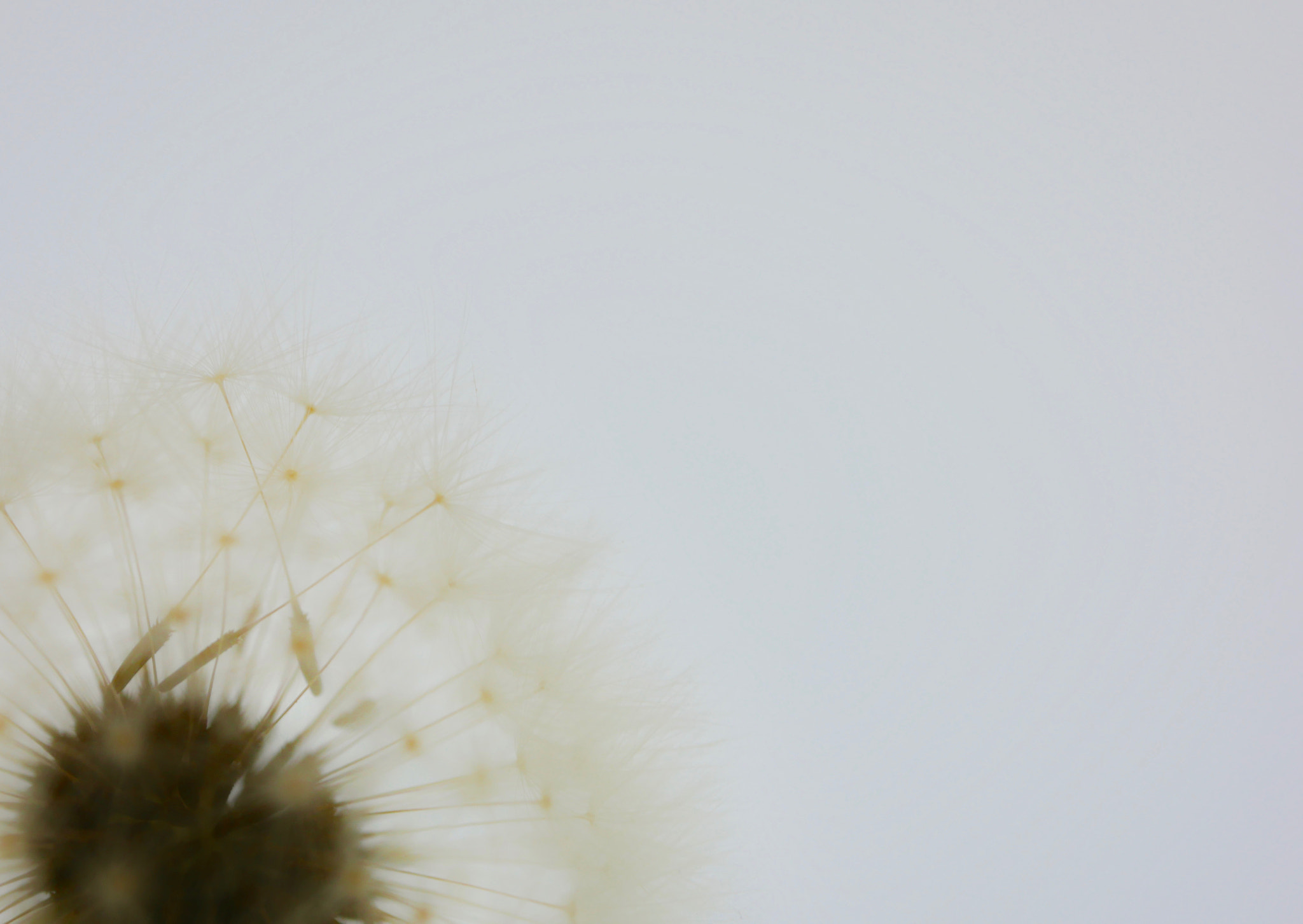 Panasonic Lumix DMC-GX85 (Lumix DMC-GX80 / Lumix DMC-GX7 Mark II) sample photo. Dandelion photography