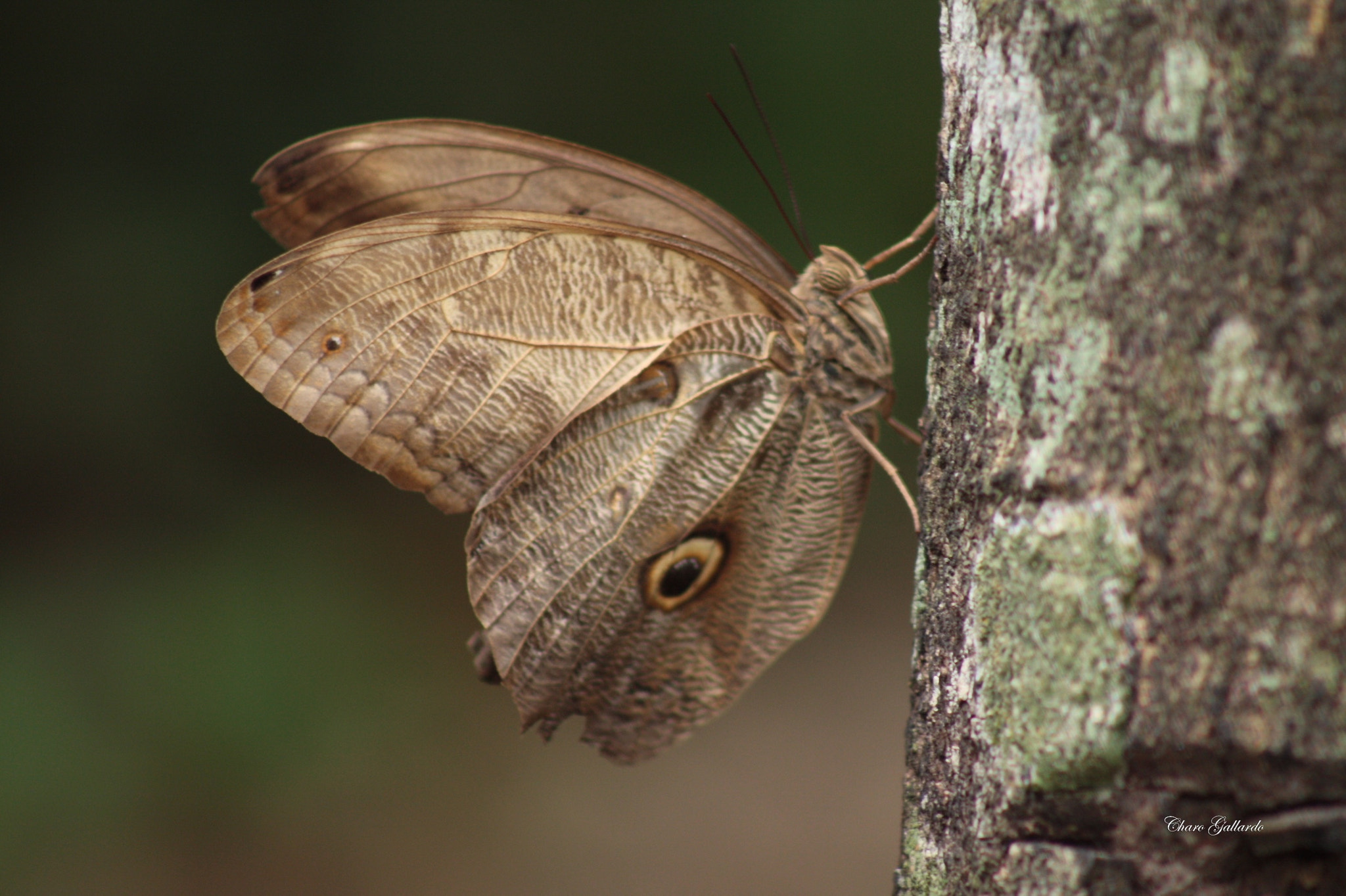 Canon EF 75-300mm f/4-5.6 USM sample photo. Butterfly owl : tambopata - perú photography