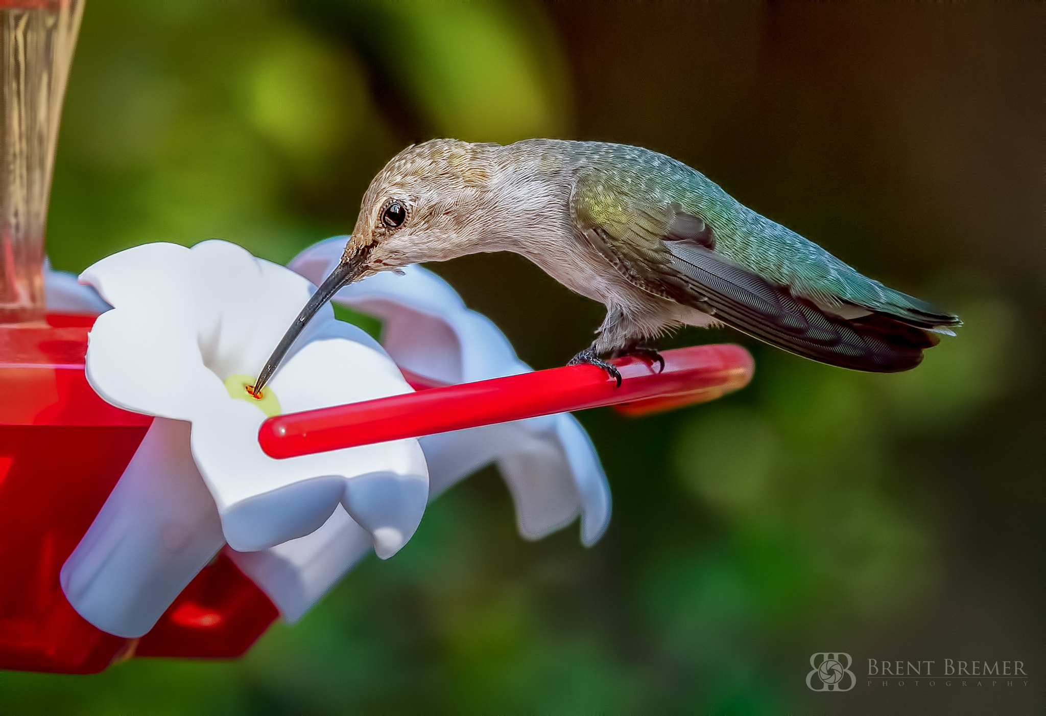 Nikon D810 sample photo. Hummingbird photography