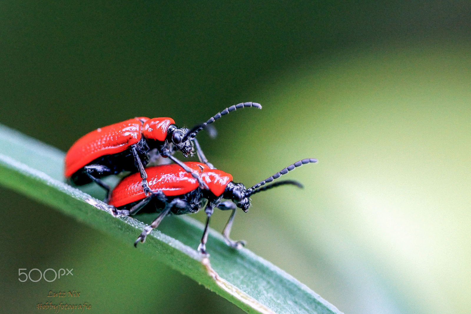 90mm F2.8 Macro SSM sample photo. Love photography