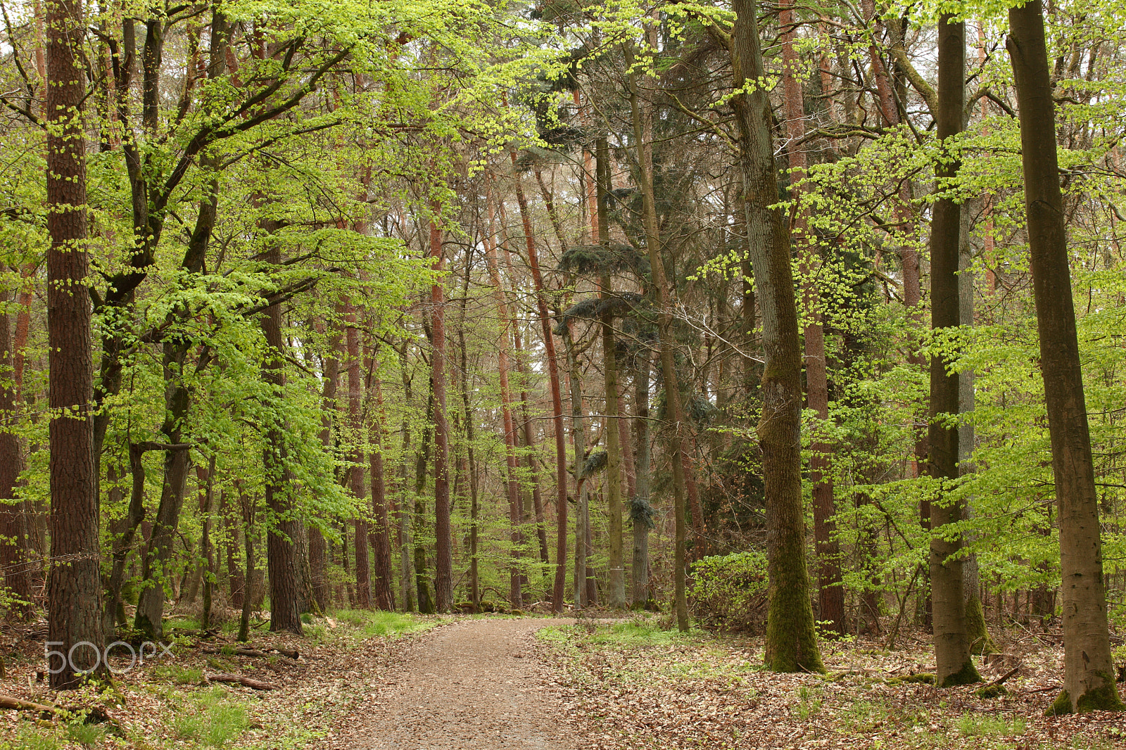 Canon EF 70-200mm F4L USM sample photo. Spring in the forest photography