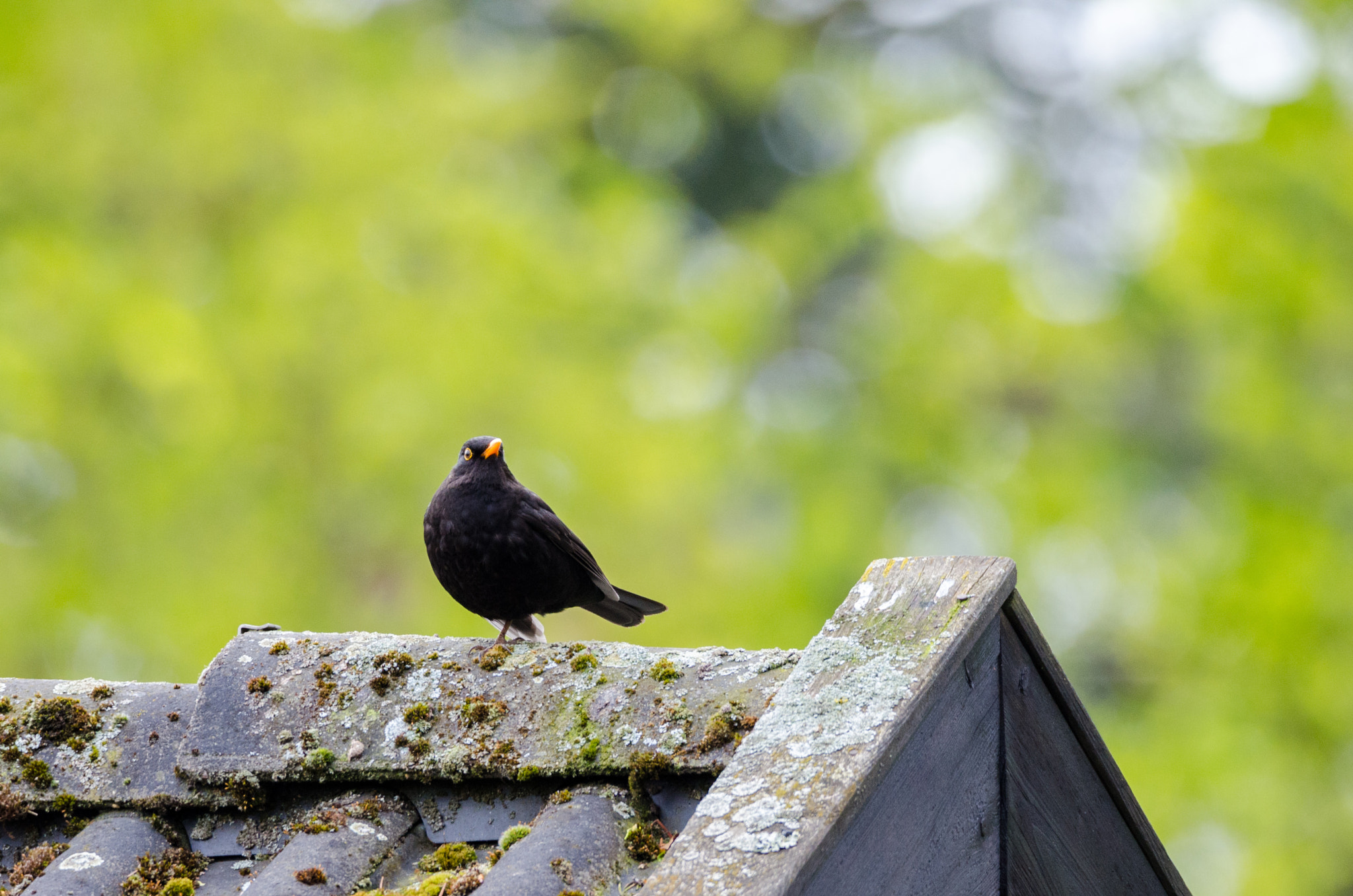 Nikon D7000 + Sigma 150-600mm F5-6.3 DG OS HSM | C sample photo. Blackbird photography