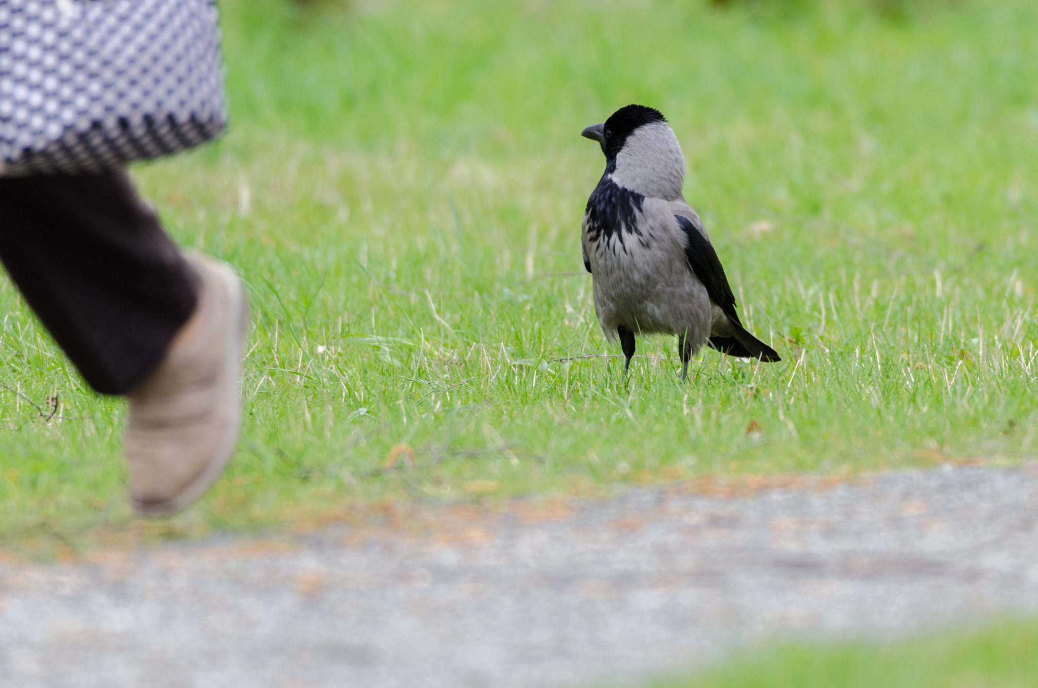 Nikon D7000 + Sigma 150-600mm F5-6.3 DG OS HSM | C sample photo. Excuse me photography