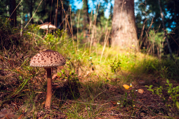 作例付き　MINOLTA AF 24mm F2.8 管mpr Minolta AF 24mm F2.8 sample photos - ExploreCams