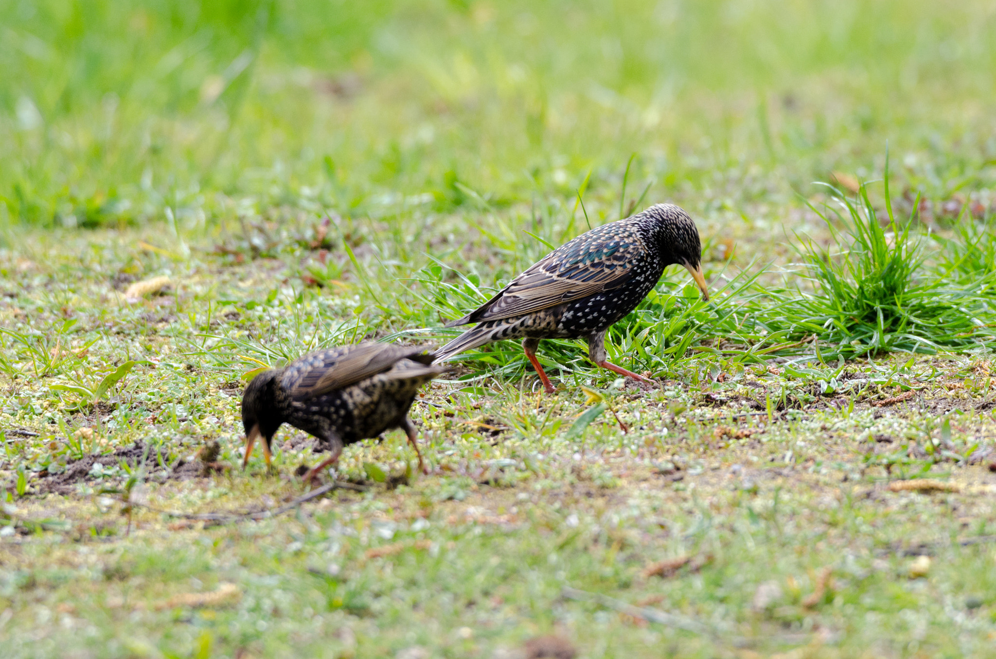 Nikon D7000 sample photo. Starlings photography