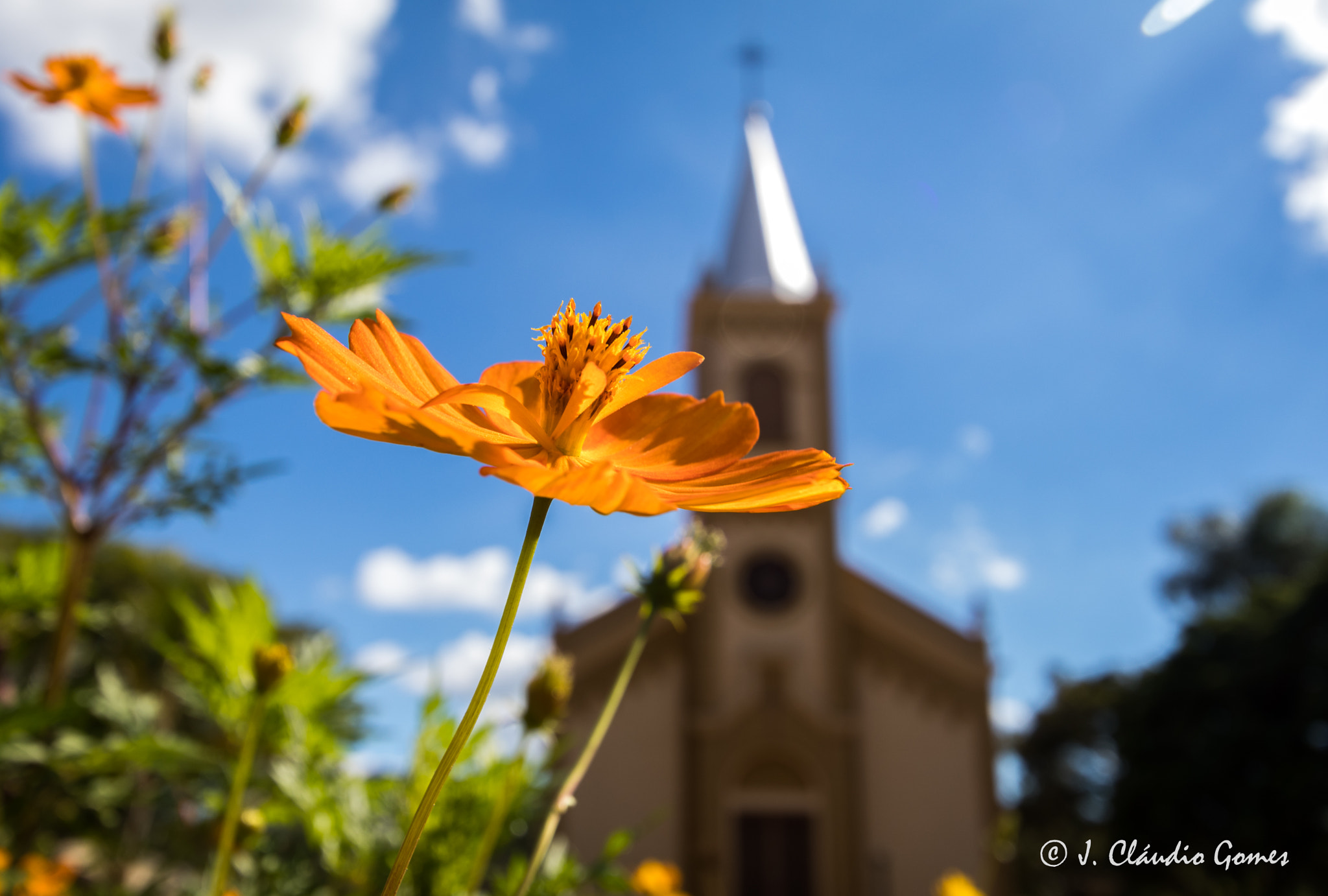 Canon EF-S 10-22mm F3.5-4.5 USM sample photo. Church's flowers photography