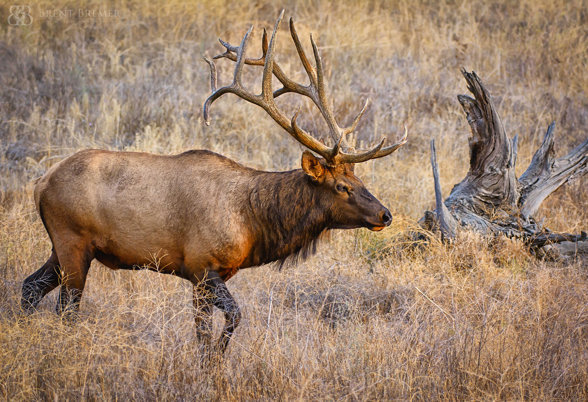 Nikon D7100 sample photo. Elk roaming photography
